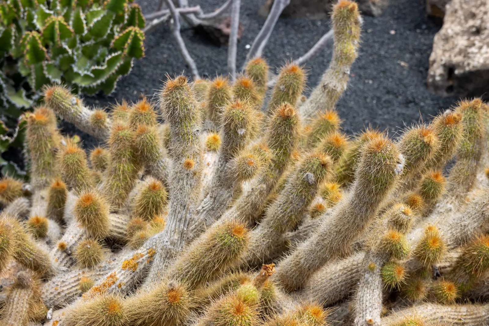 Red Torch Cactus (Echinopsis Huascha) — cactus for full or half