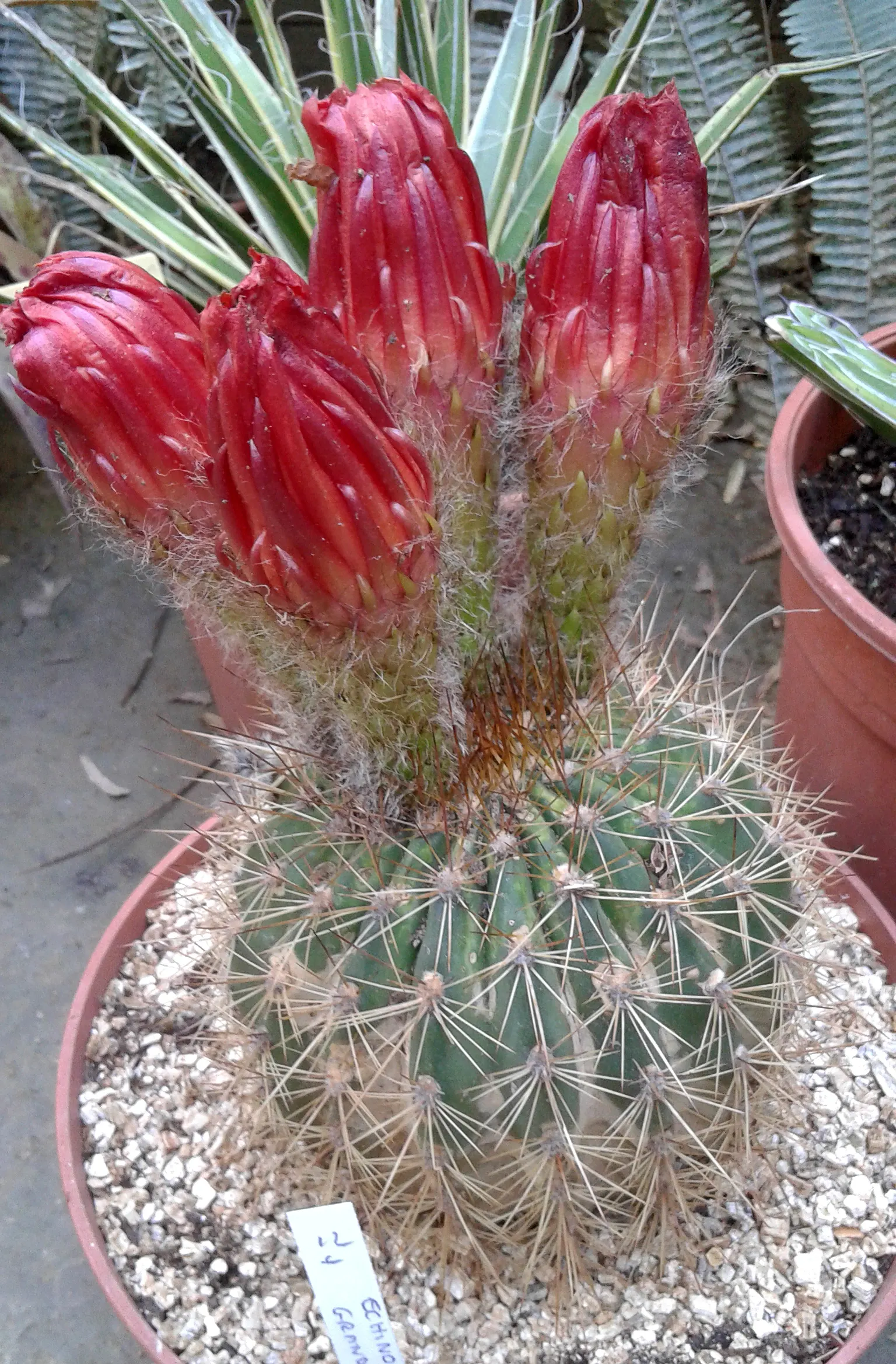 Red Torch Cactus (Echinopsis Huascha) — Its ribbed, columnar stems add texture to xeriscapes; this hardy cactus reaches up to 2-3 feet in height with a spread