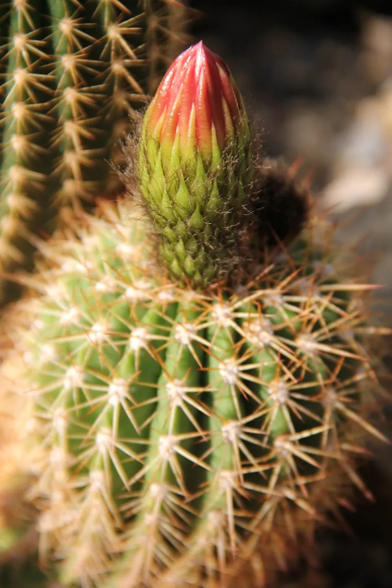 Red Torch Cactus (Echinopsis Huascha) — measuring up to 3 inches in diameter; providing an exotic allure to the garden setting