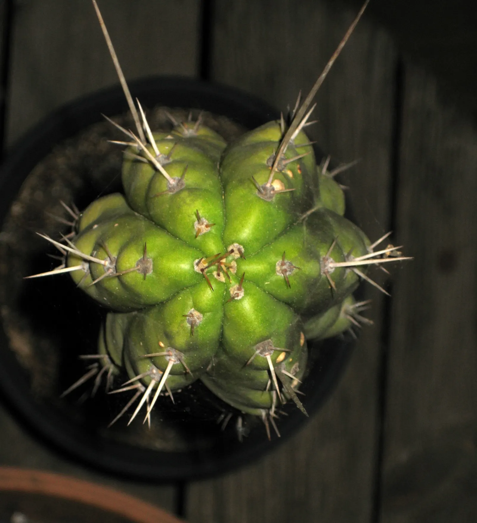 Red Torch Cactus (Echinopsis Huascha) — requiring minimal irrigation