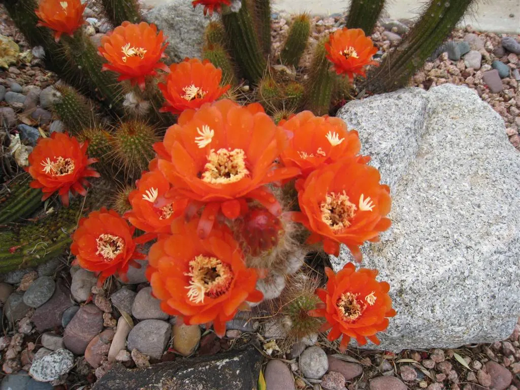 Red Torch Cactus (Echinopsis Huascha) — the Red Torch Cactus is also suitable for container planting; providing an exotic allure to the garden setting