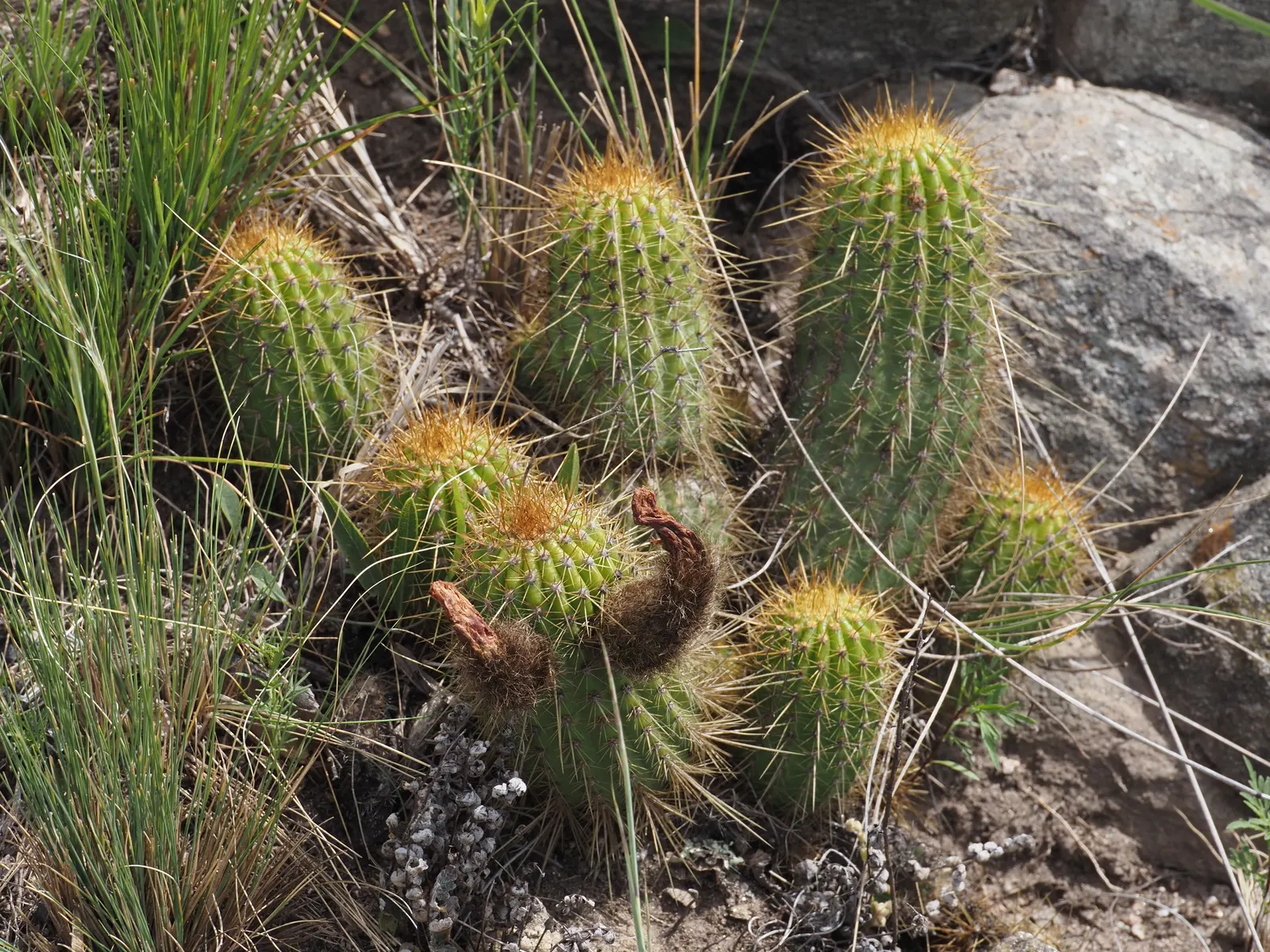 Red Torch Cactus (Echinopsis Huascha) — commonly known as Red Torch Cactus; this hardy cactus reaches up to 2-3 feet in height with a spread of 6-9 inches