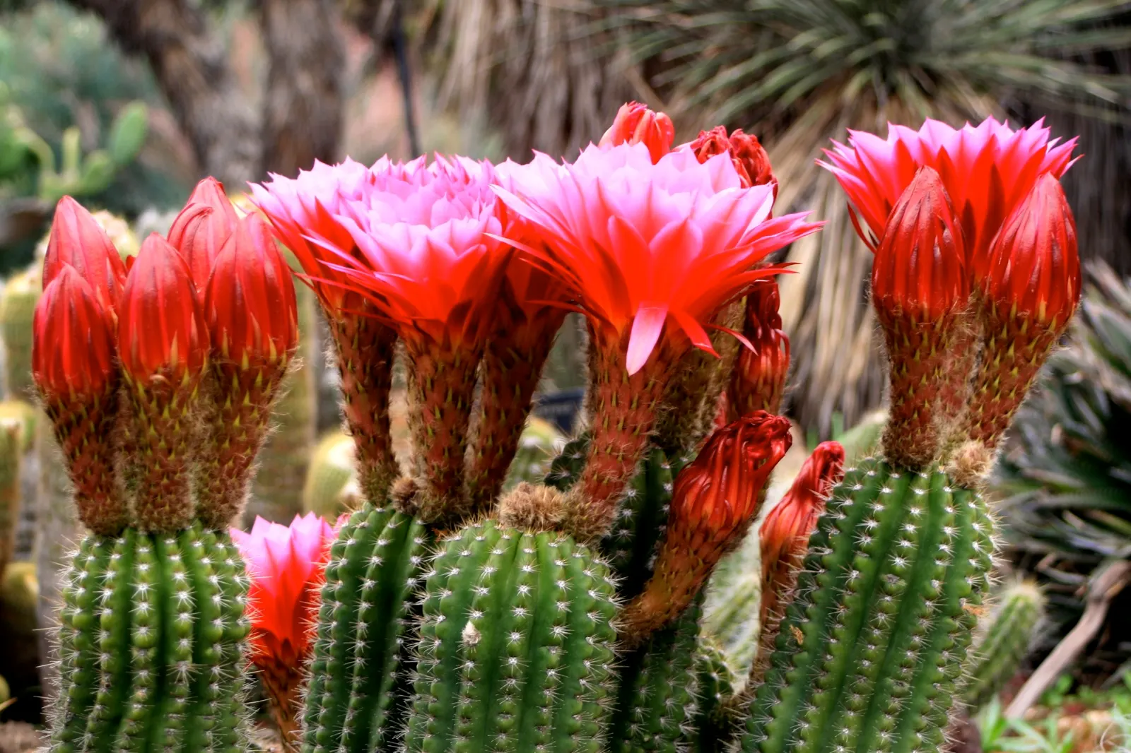 Red Torch Cactus (Echinopsis Huascha) — commonly known as the Red Torch Cactus