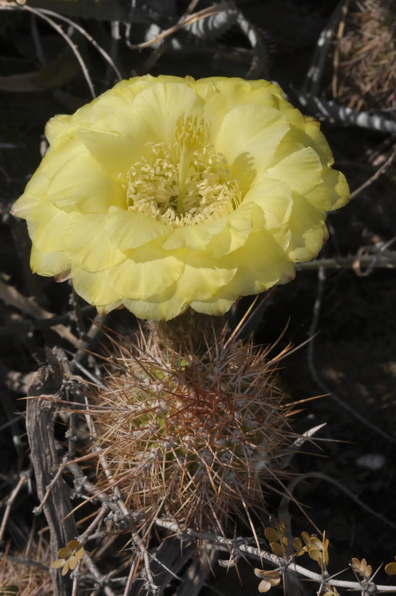 Red Torch Cactus (Echinopsis Huascha) — is a vibrant and striking addition to any xeriscape or desert garden; this hardy cactus reaches up to 2-3 feet in