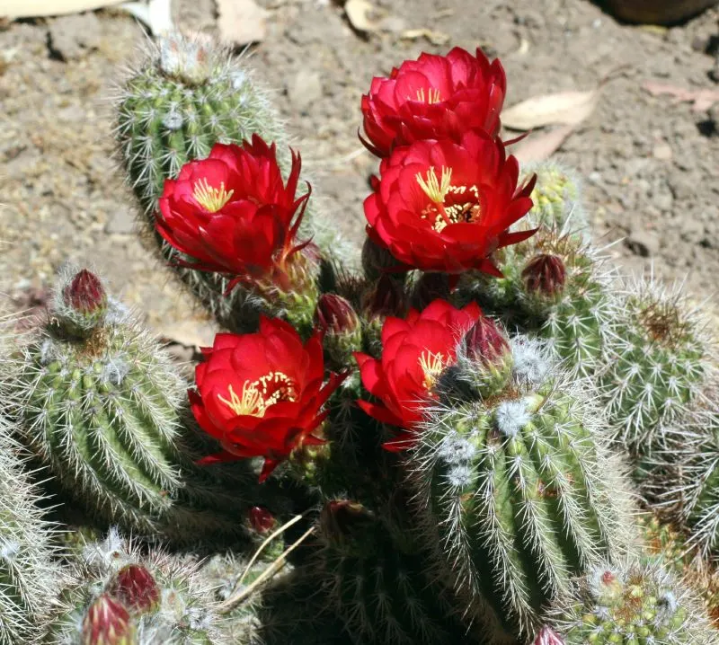 Red Torch Cactus (Echinopsis Huascha) — requiring minimal irrigation; this hardy cactus reaches up to 2-3 feet in height with a spread of 6-9 inches