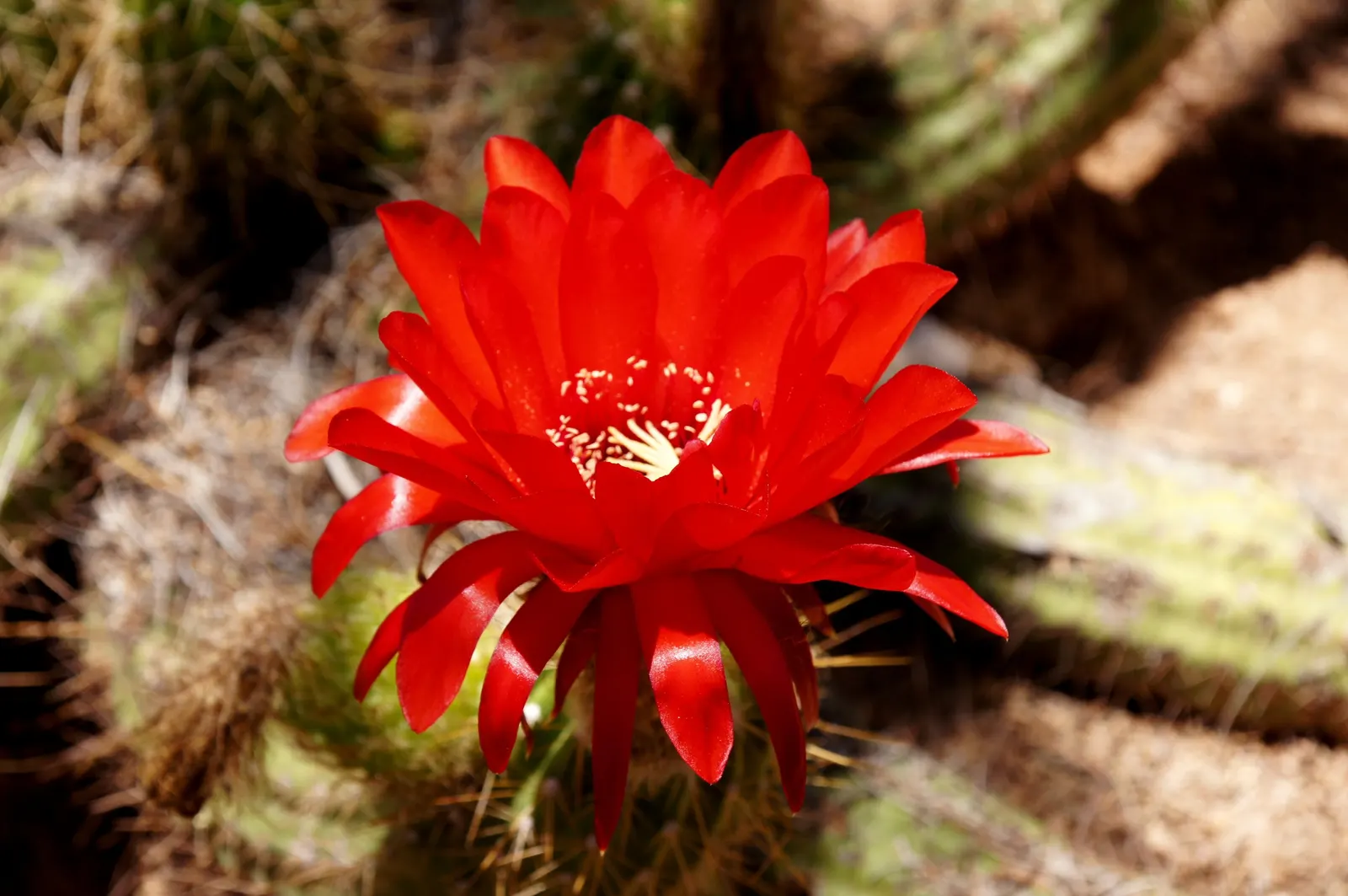 Red Torch Cactus (Echinopsis Huascha) — Blooms abundantly in late spring to early summer, attracting pollinators