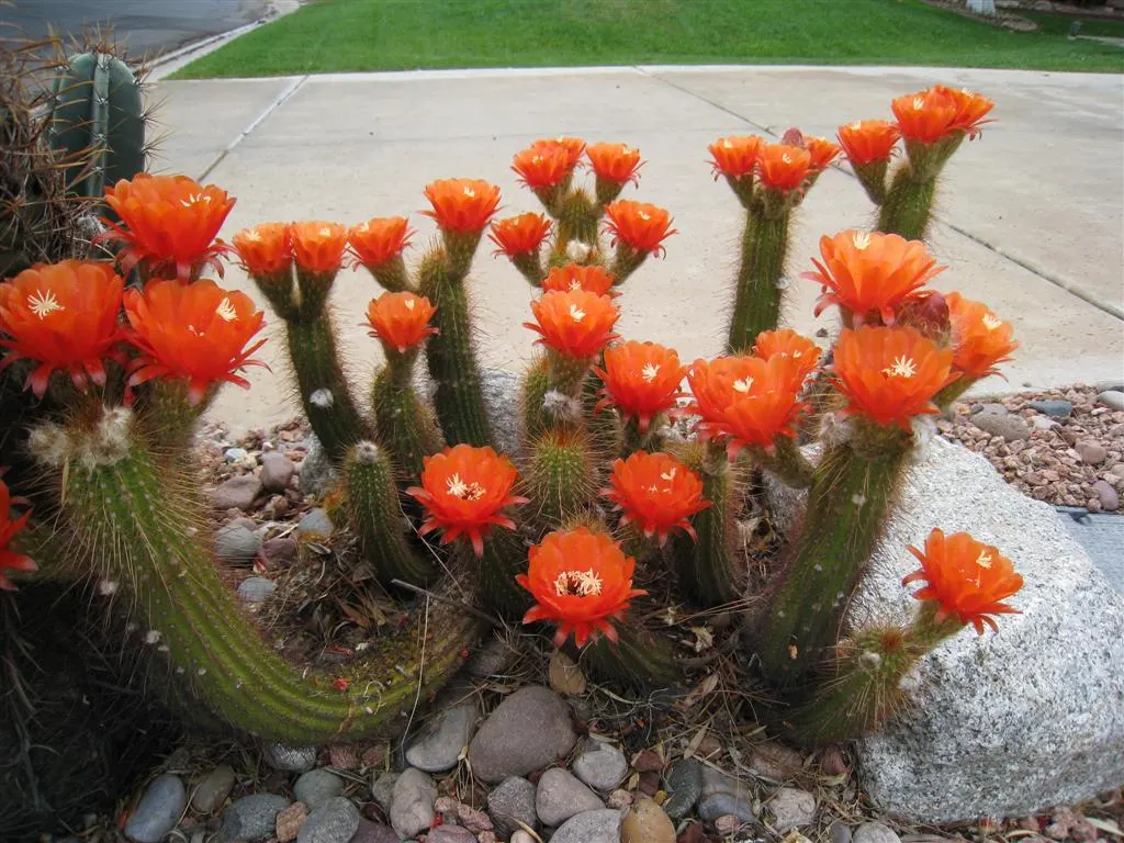 Red Torch Cactus (Echinopsis Huascha) — This cactus is cold-hardy to about 20 degrees Fahrenheit; water thoroughly but infrequently, allowing the soil to dry