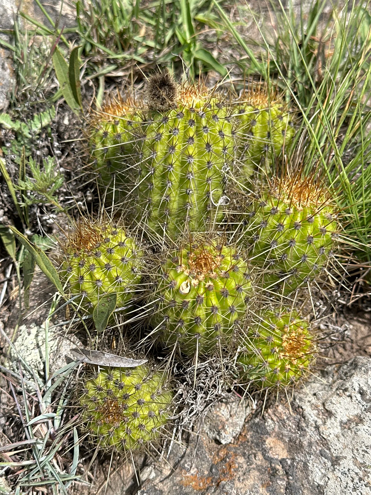 Red Torch Cactus (Echinopsis Huascha) — basking in the heat to produce its signature intense red to orange funnel-shaped flowers; water thoroughly but