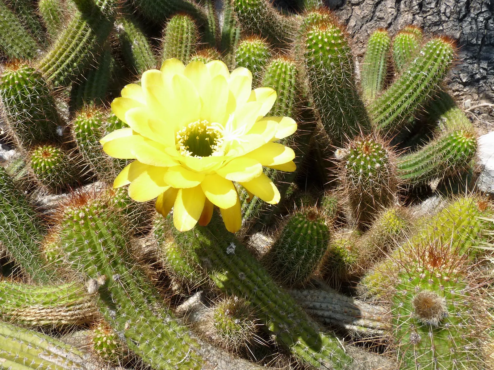 Red Torch Cactus (Echinopsis Huascha) — commonly known as Red Torch Cactus