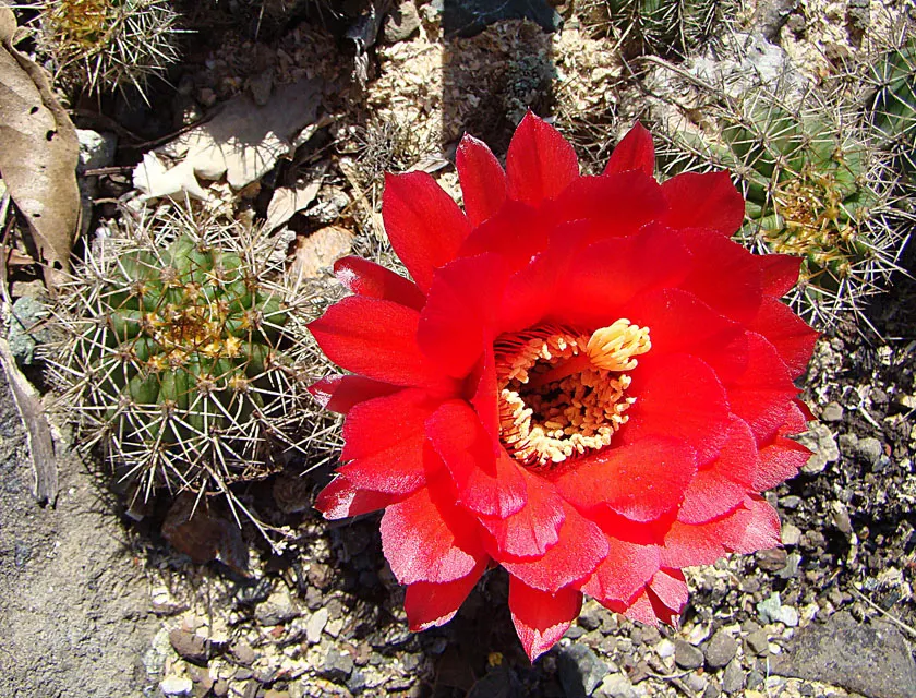 Red Torch Cactus (Echinopsis Huascha) — providing an exotic allure to the garden setting