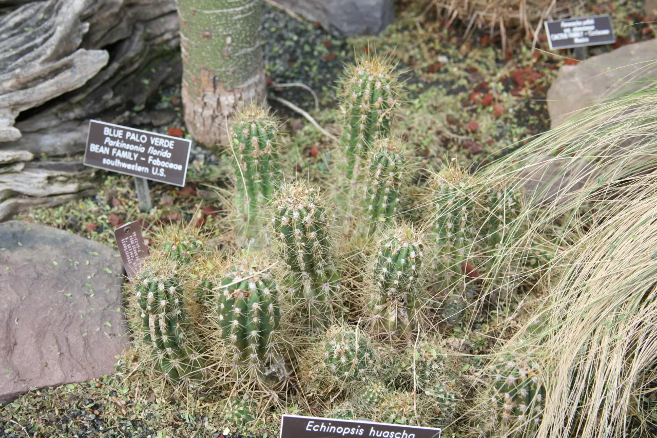 Red Torch Cactus (Echinopsis Huascha) — This hardy cactus reaches up to 2-3 feet in height with a spread of 6-9 inches; providing an exotic allure to the