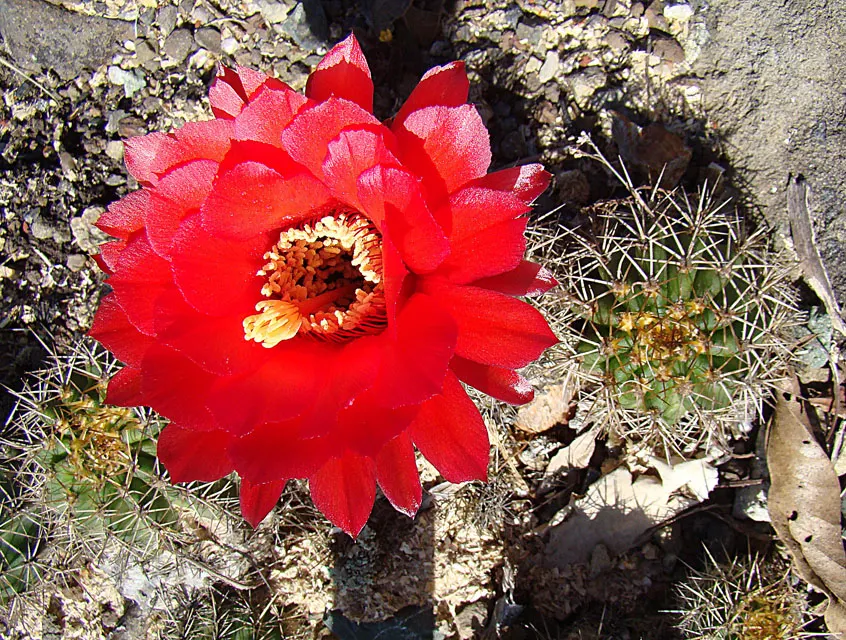 Red Torch Cactus (Echinopsis Huascha) — This cactus is cold-hardy to about 20 degrees Fahrenheit