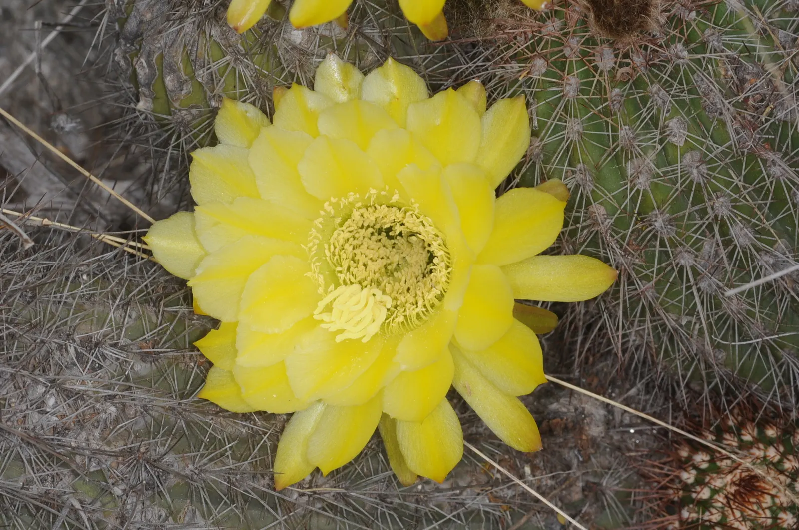 Red Torch Cactus (Echinopsis Huascha) — Native to Argentina, it thrives in full sun and well-drained soil; water thoroughly but infrequently, allowing the soil