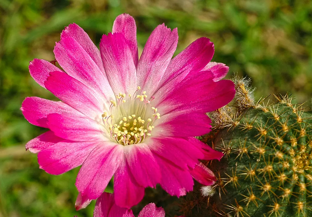 Red Torch Cactus (Echinopsis Huascha) — measuring up to 3 inches in diameter