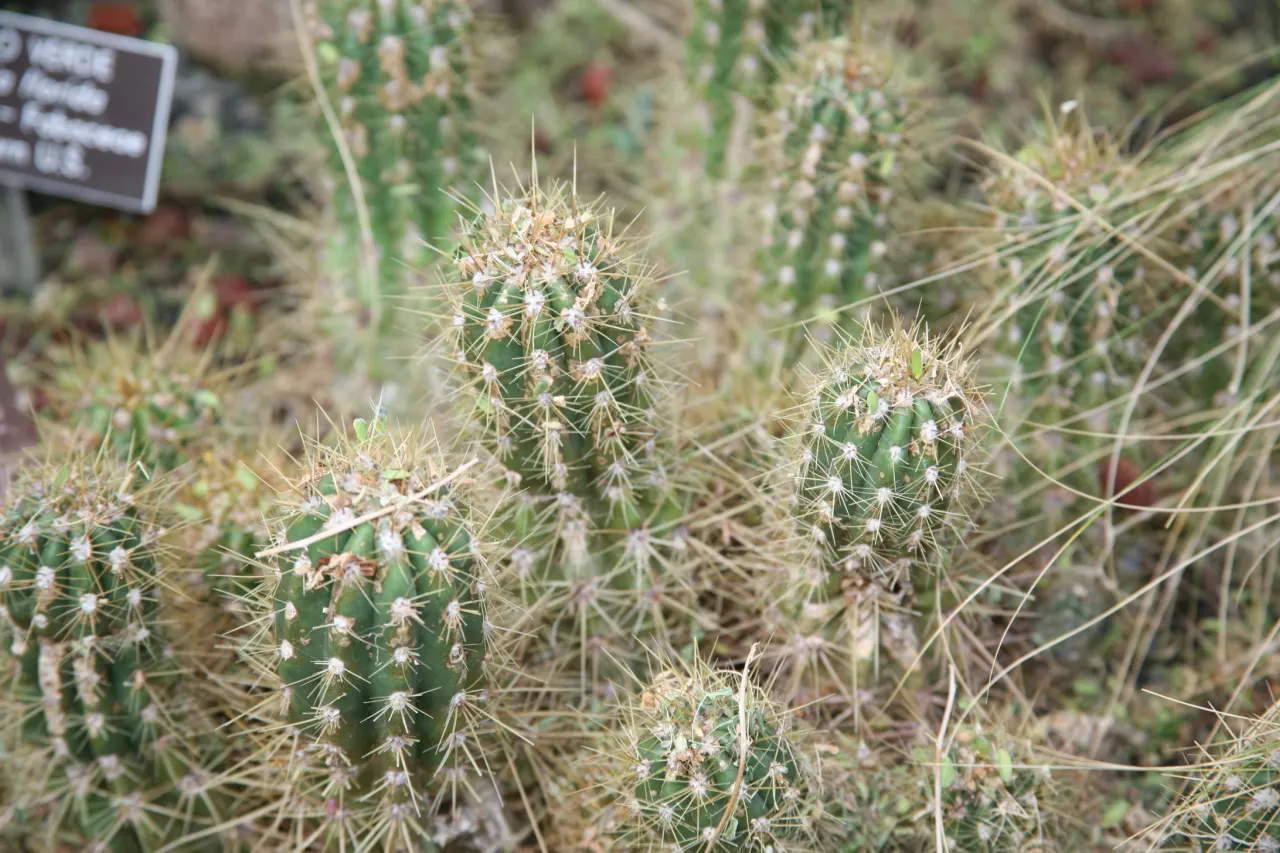 Red Torch Cactus (Echinopsis Huascha) — pink flowers in the garden