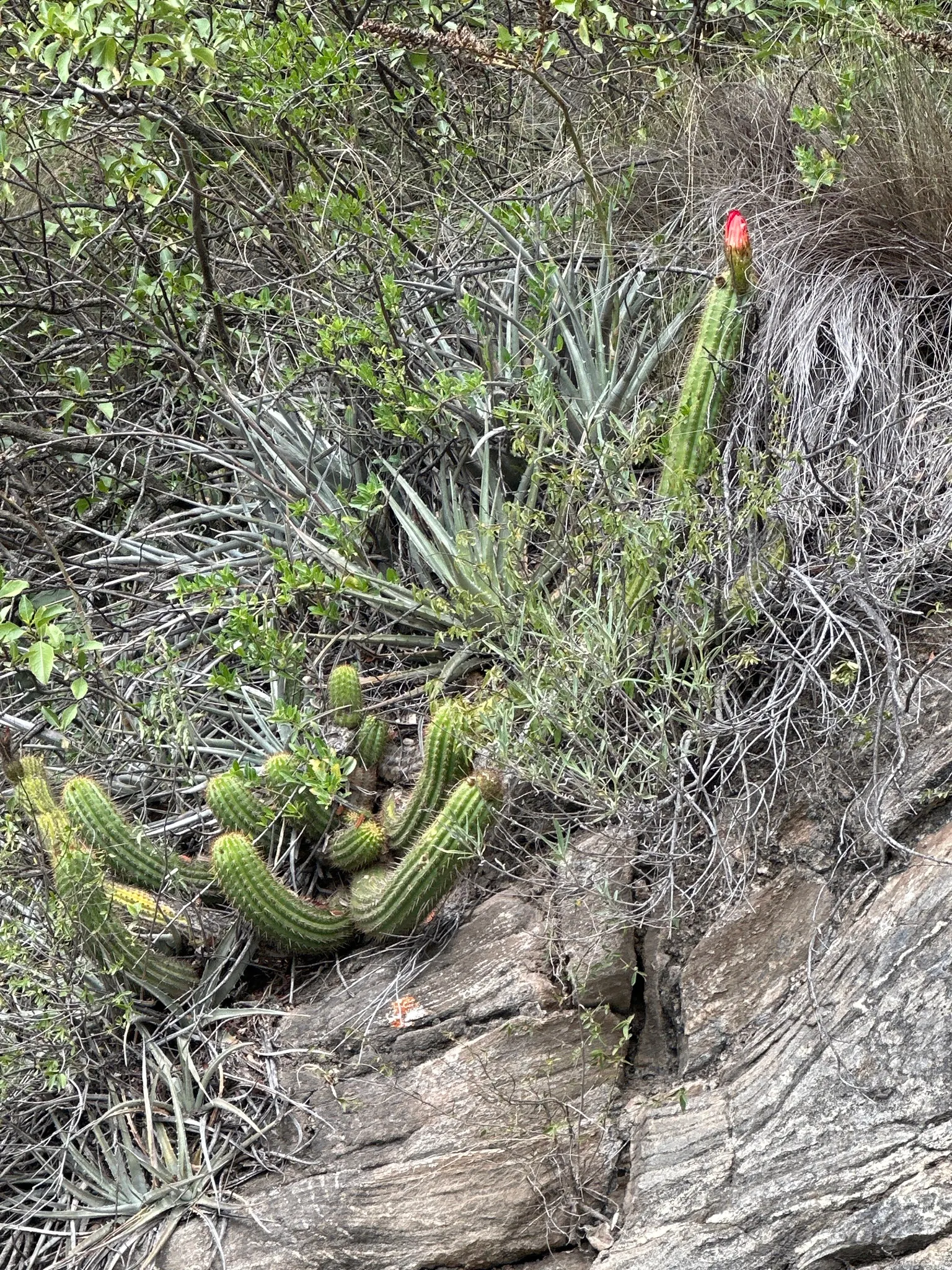 Red Torch Cactus (Echinopsis Huascha) — Native to Argentina, it thrives in full sun and well-drained soil