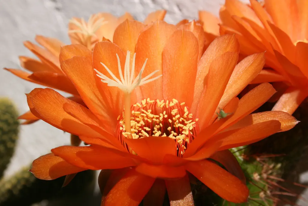 Red Torch Cactus (Echinopsis Huascha) — the Echinopsis huascha will reward the landscape with its remarkable floral display each summer; providing an exotic
