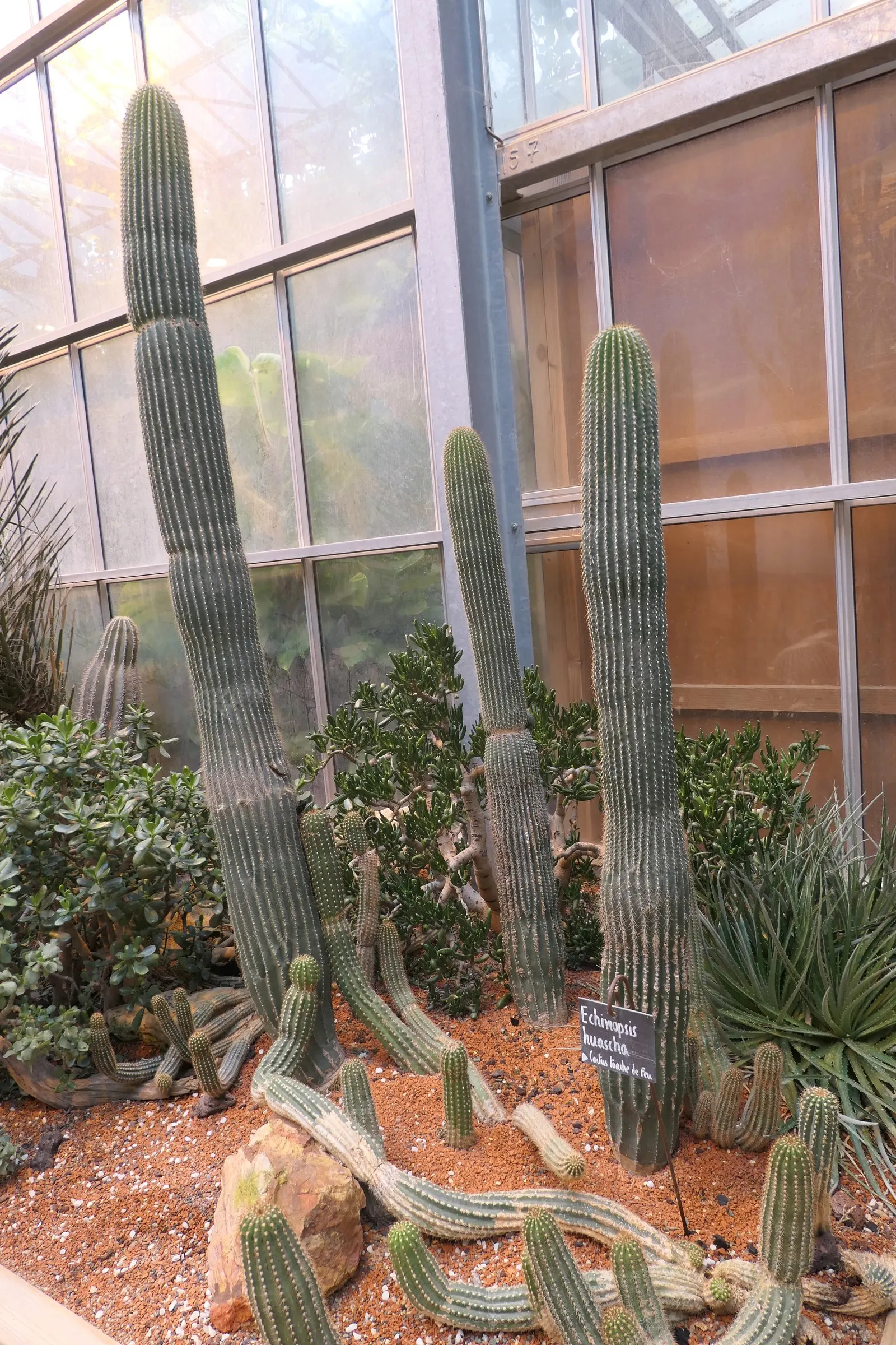 Red Torch Cactus (Echinopsis Huascha) — adding vertical interest and a pop of color