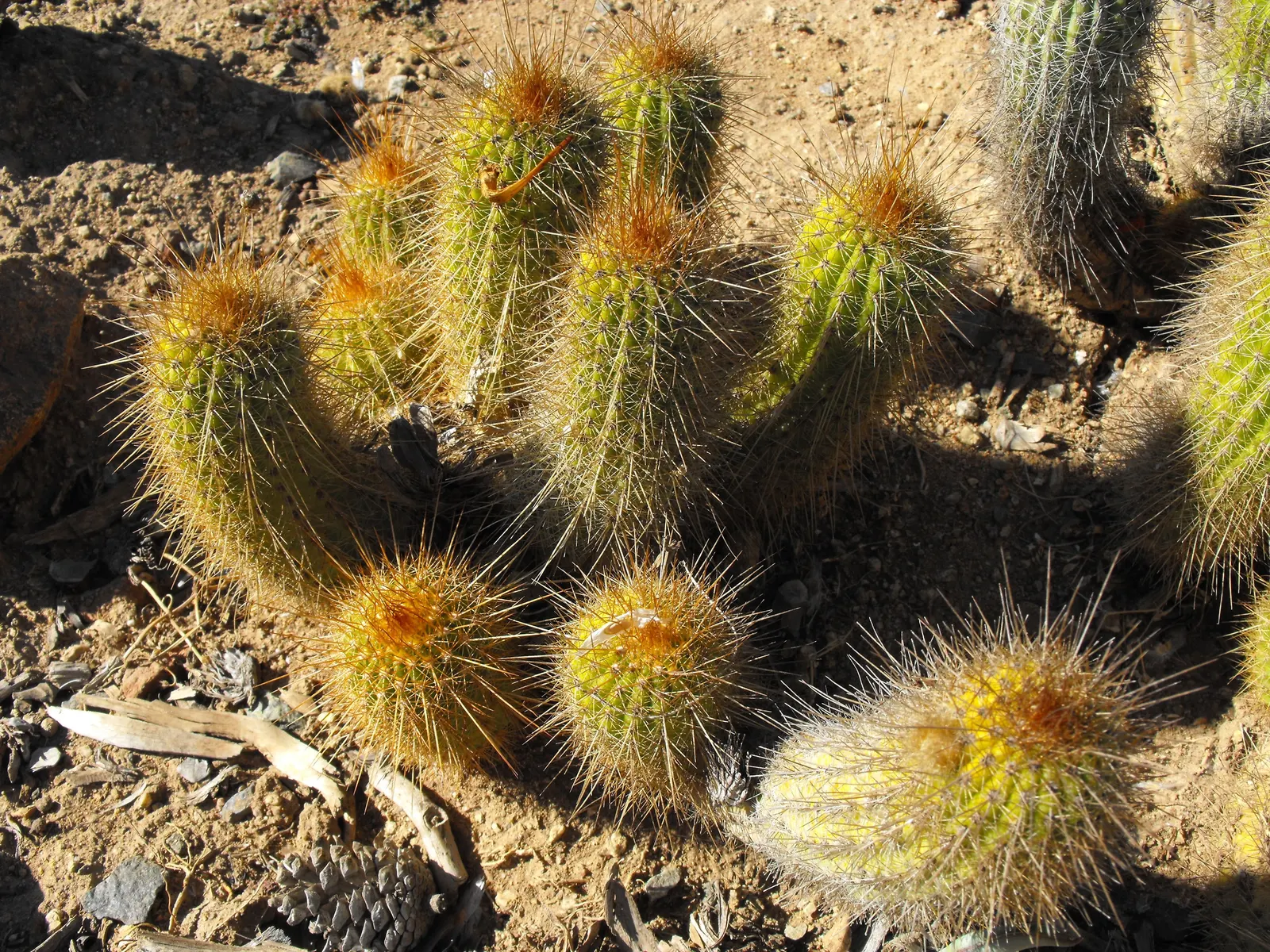 Red Torch Cactus (Echinopsis Huascha) — It's also an excellent choice for attracting pollinators like hummingbirds to the landscape