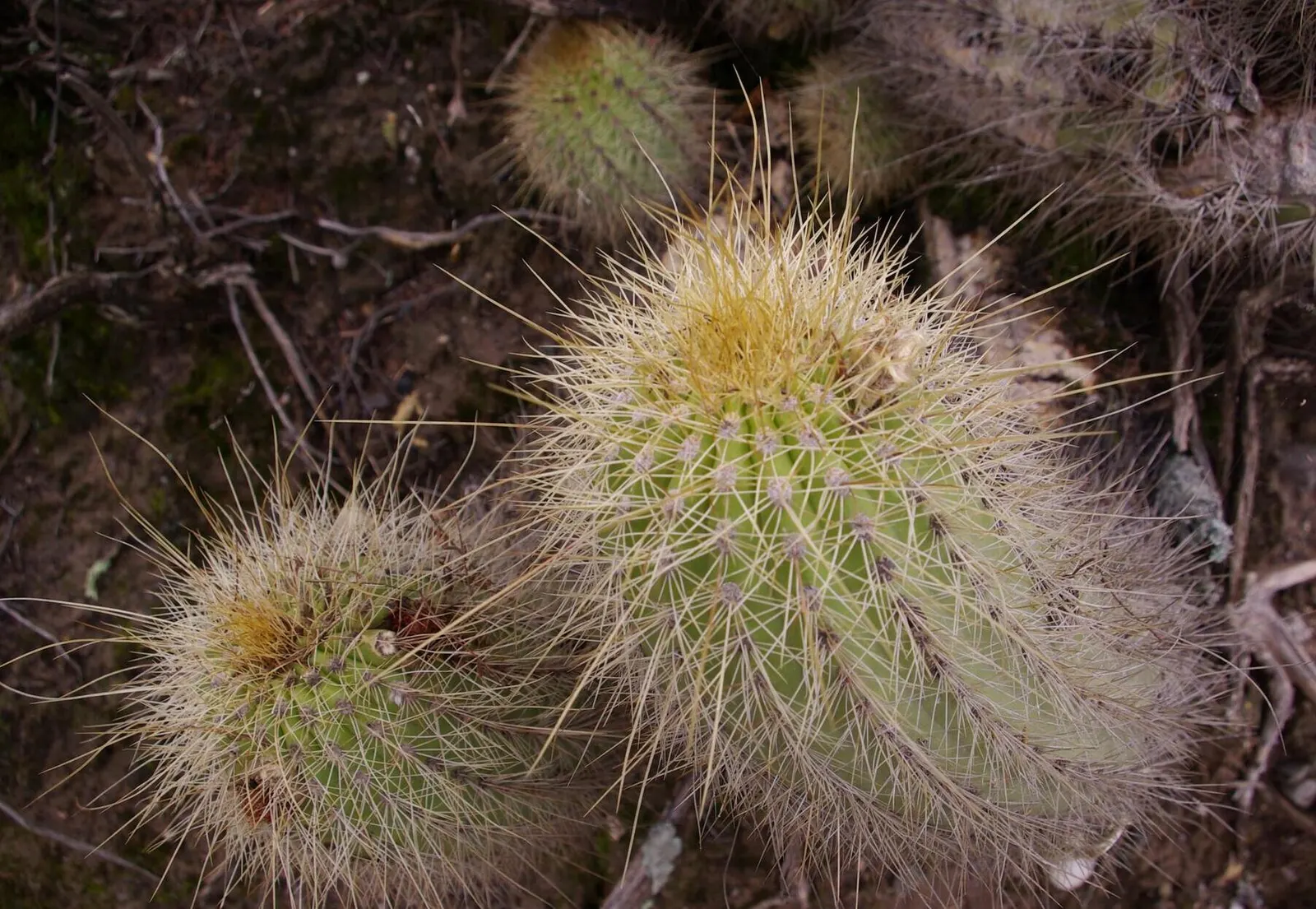 Red Torch Cactus (Echinopsis Huascha) — Low maintenance, ideal for accent or grouped plantings