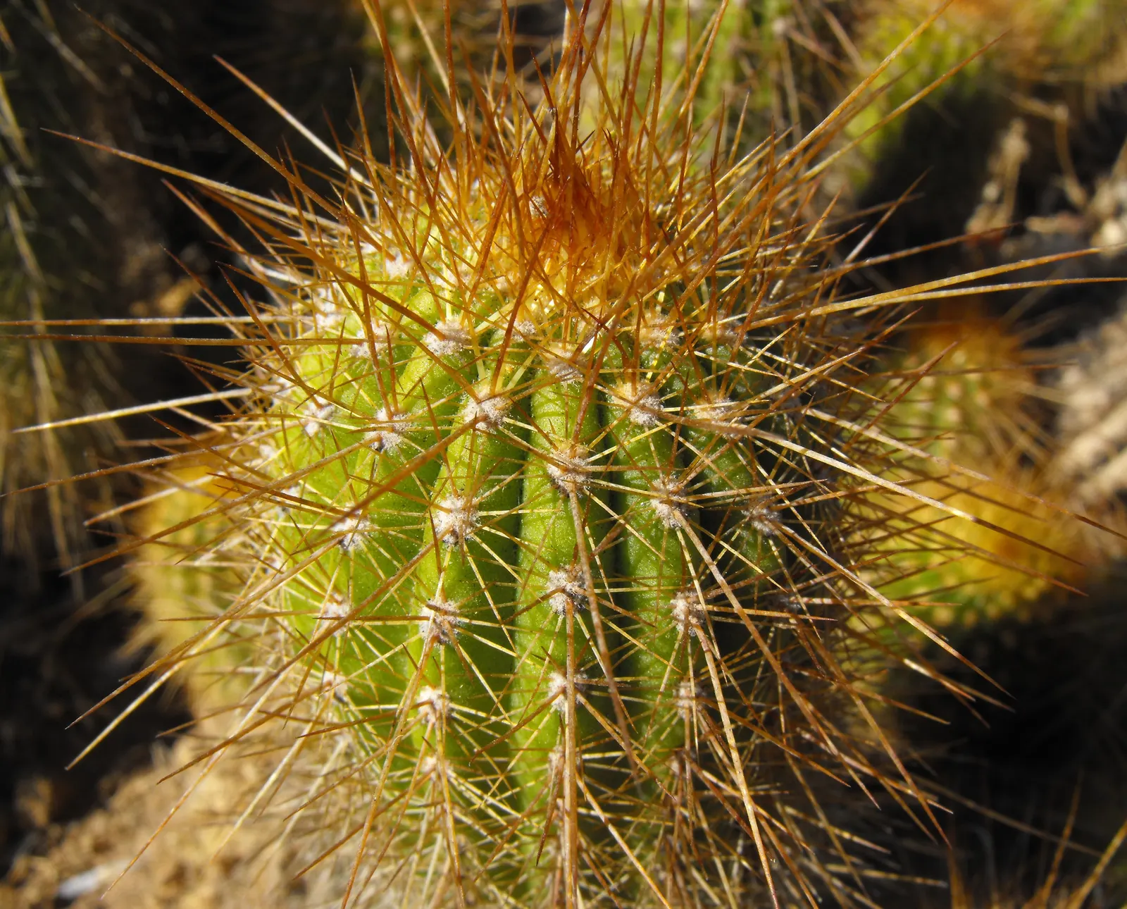 Red Torch Cactus (Echinopsis Huascha) — provided it is planted in well-draining soil