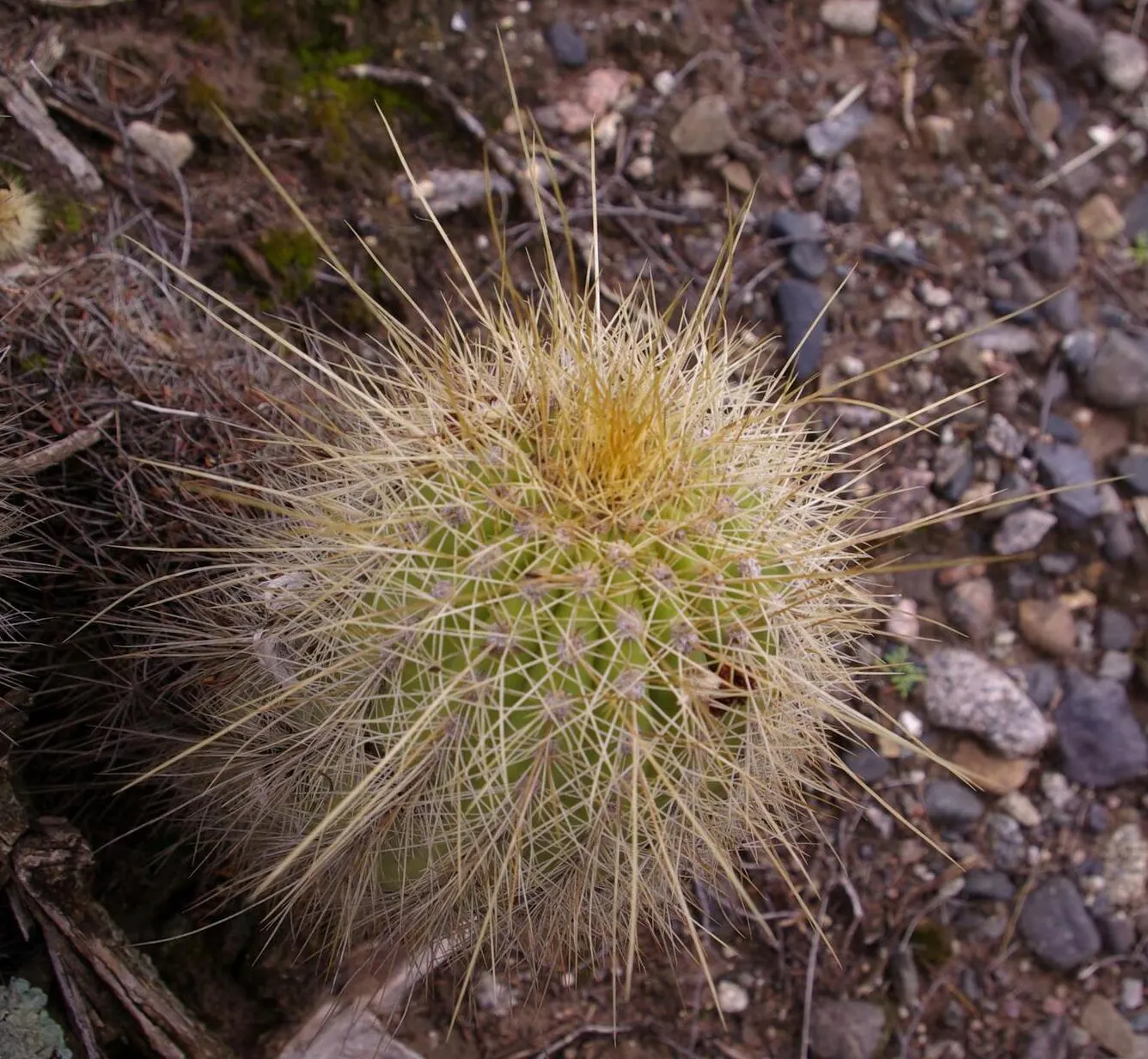 Red Torch Cactus (Echinopsis Huascha) — It's also an excellent choice for attracting pollinators like hummingbirds to the landscape; water thoroughly but