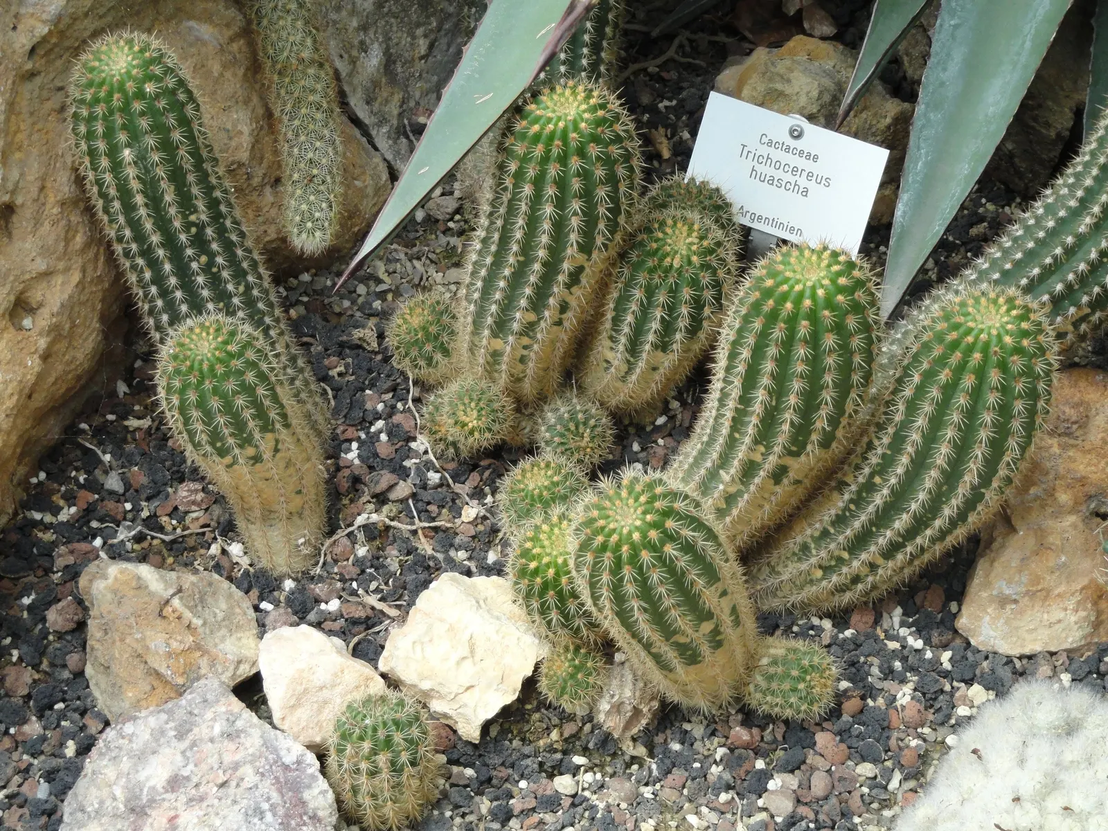 Red Torch Cactus (Echinopsis Huascha) — offer a striking contrast against the cactus's dark green