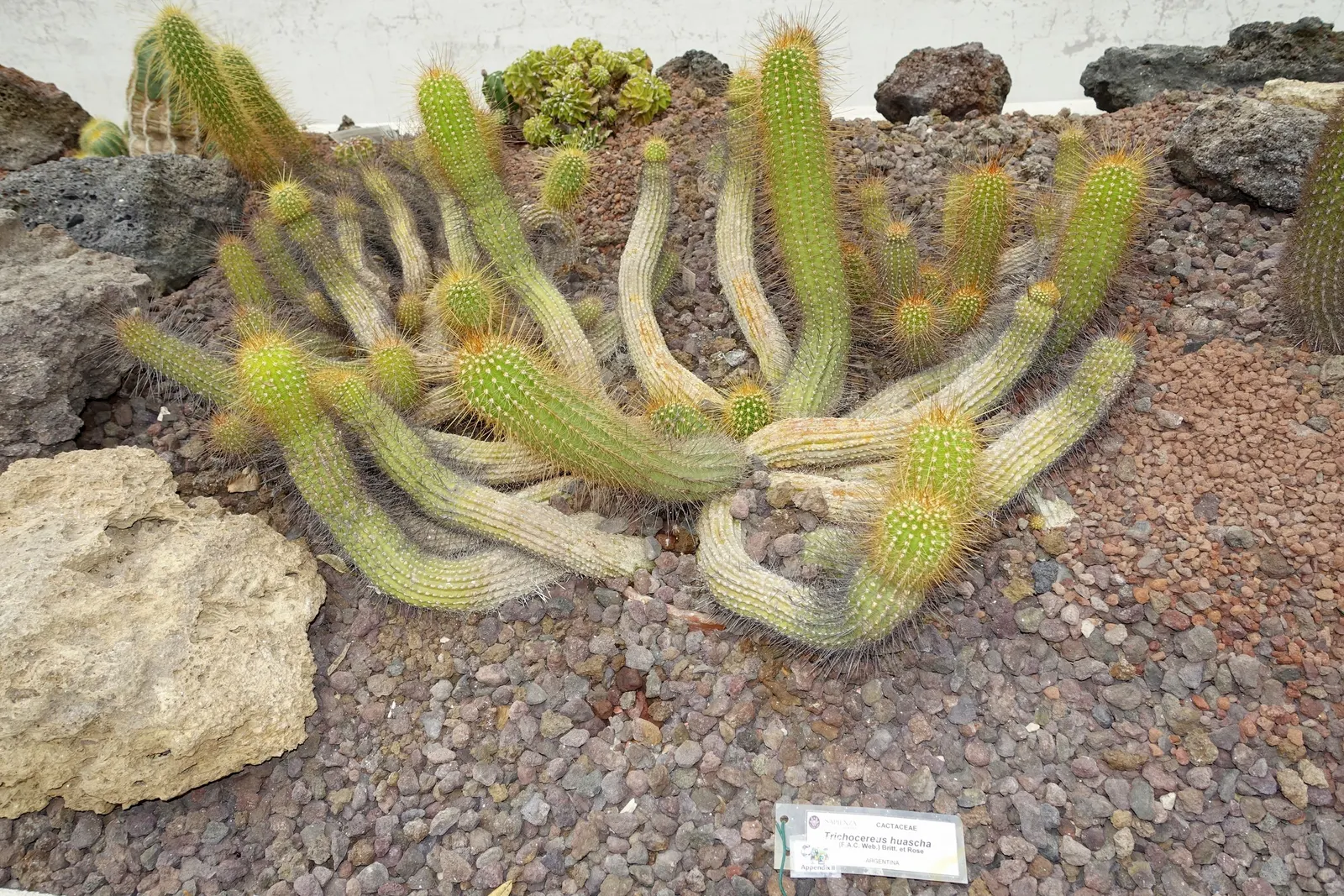 Red Torch Cactus (Echinopsis Huascha) — it is drought-tolerant once established; providing an exotic allure to the garden setting