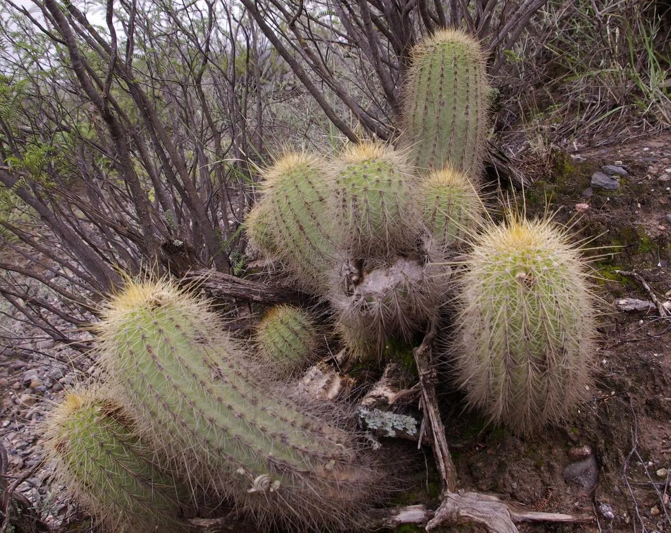 Red Torch Cactus (Echinopsis Huascha) — This Argentine native thrives under full sun exposure