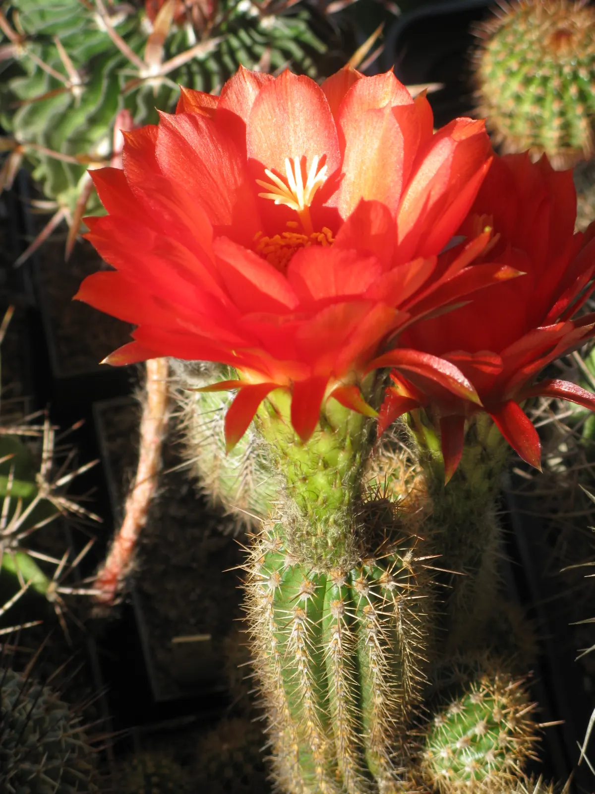 Red Torch Cactus (Echinopsis Huascha) — provided it is planted in well-draining soil; basking in the heat to produce its signature intense red to orange