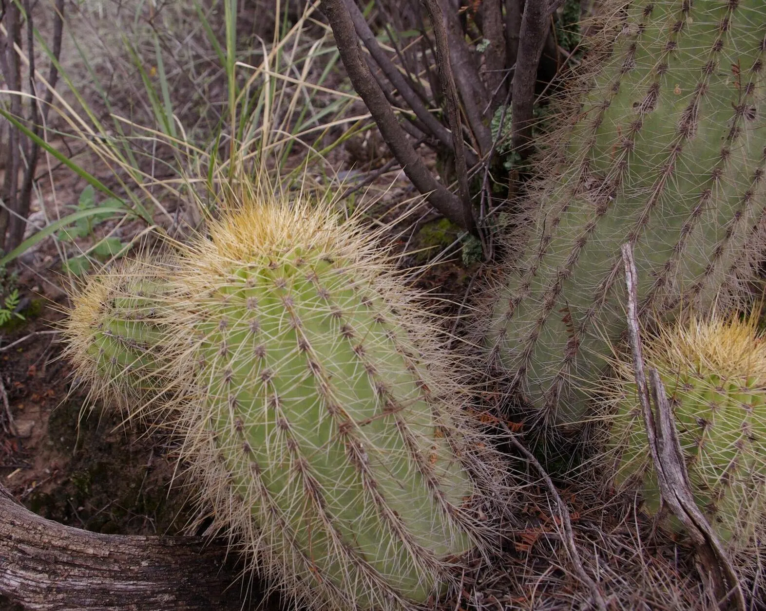 Red Torch Cactus (Echinopsis Huascha) — adding vertical interest and a pop of color; this hardy cactus reaches up to 2-3 feet in height with a spread of 6-9