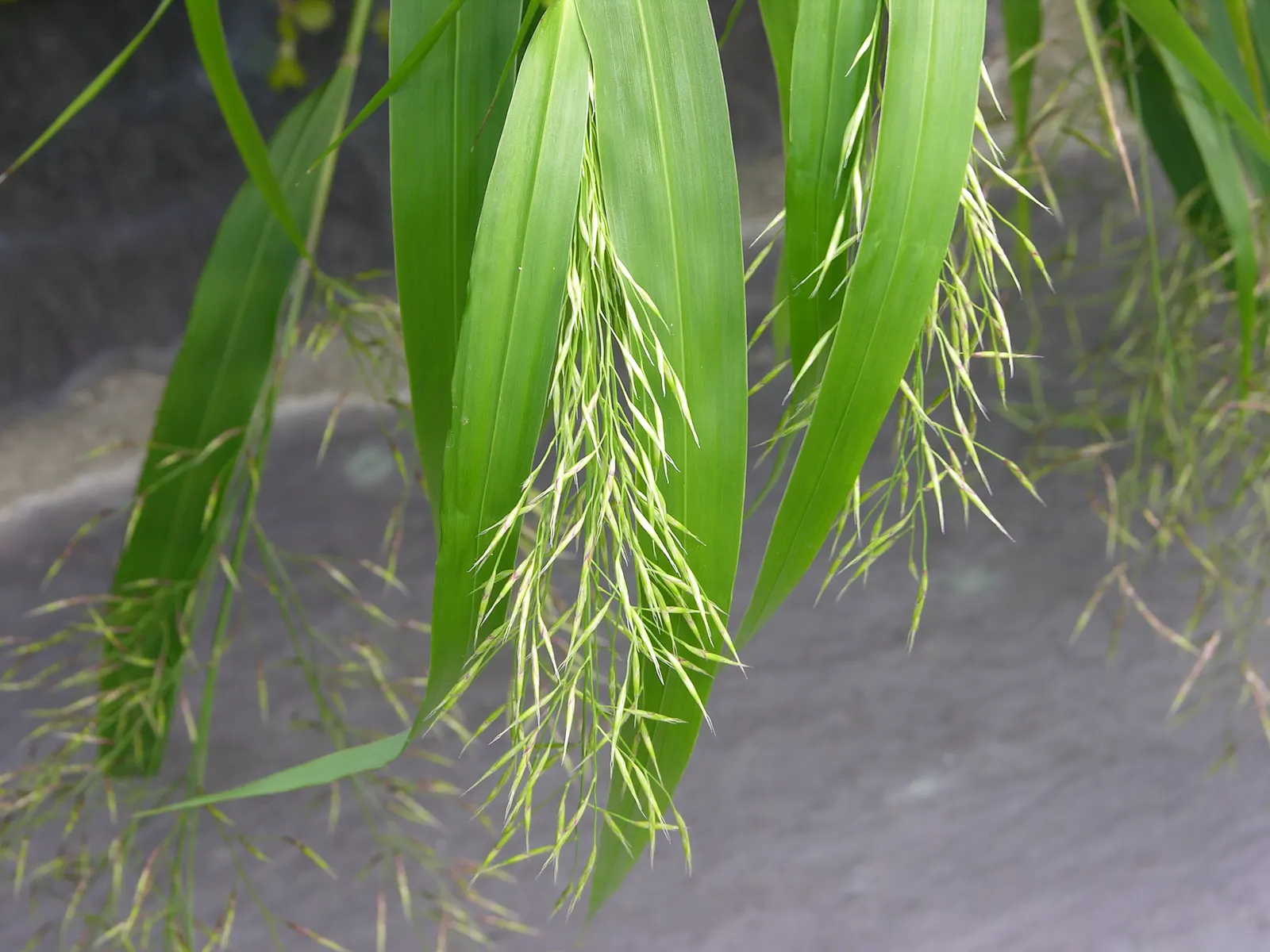 Gold Japanese Forest Grass (Hakonechloa Macra 'All Gold') — golden-yellow foliage that forms cascading mounds with a texture that softens the garden space