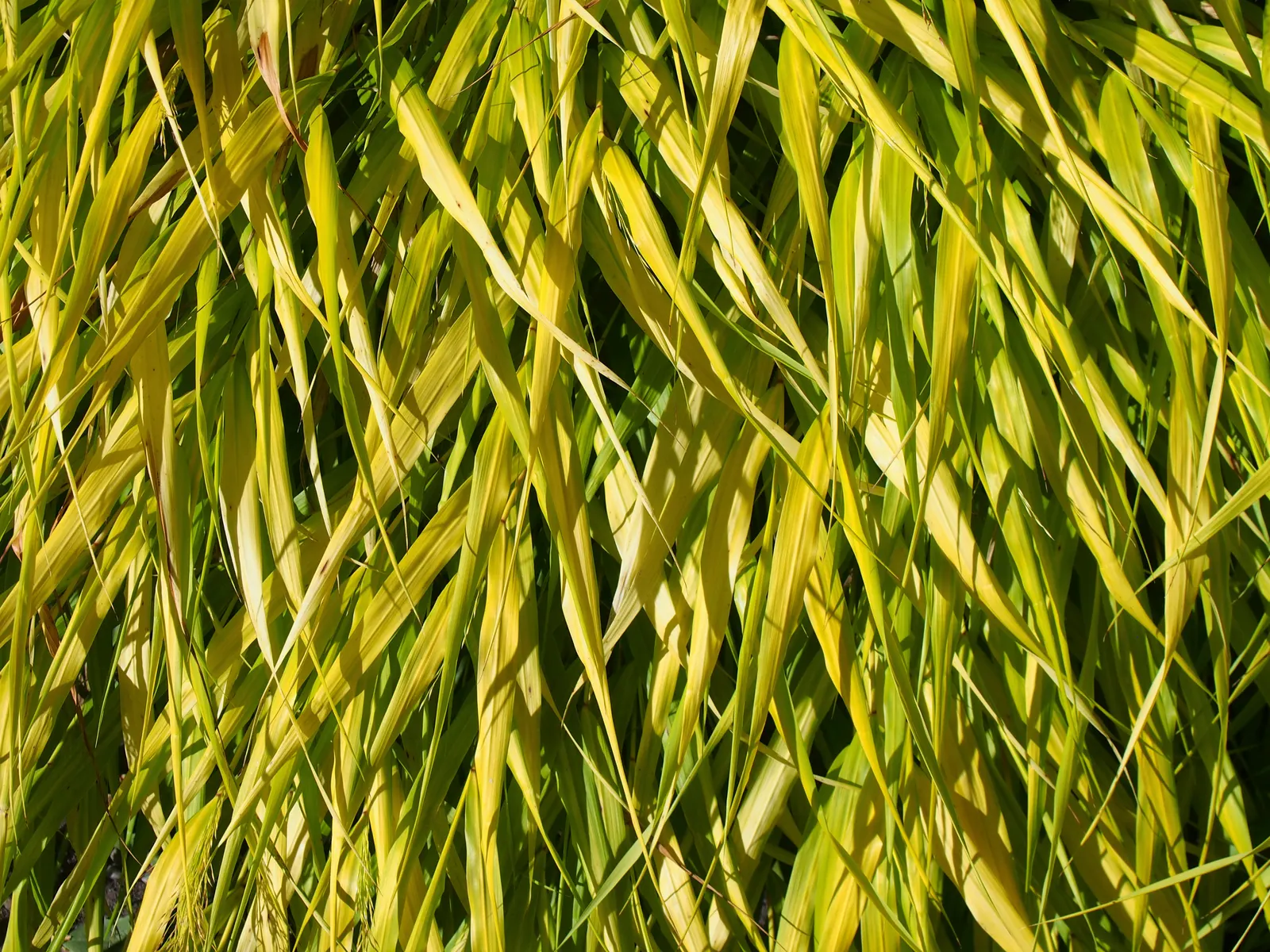 Gold Japanese Forest Grass (Hakonechloa Macra 'All Gold') — creating visual interest in the garden throughout the growing season