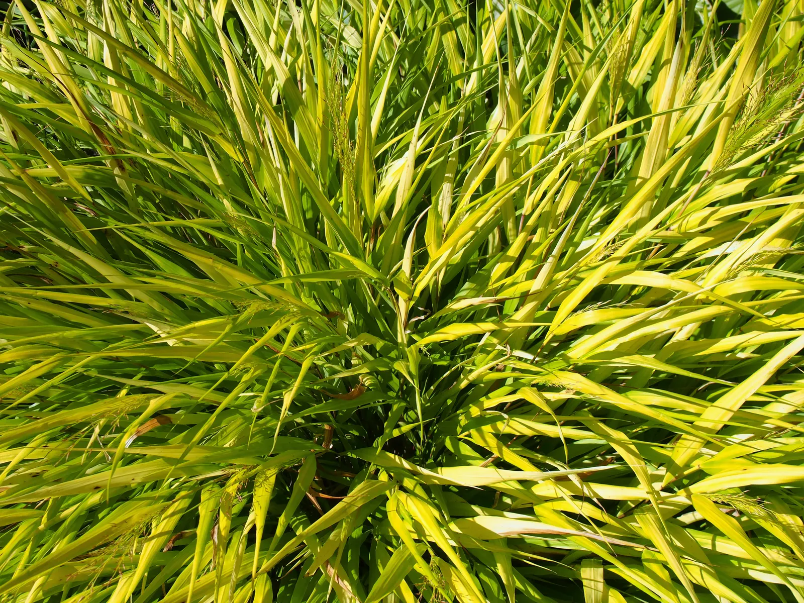Gold Japanese Forest Grass (Hakonechloa Macra 'All Gold') — This cultivar is famed for its brilliant