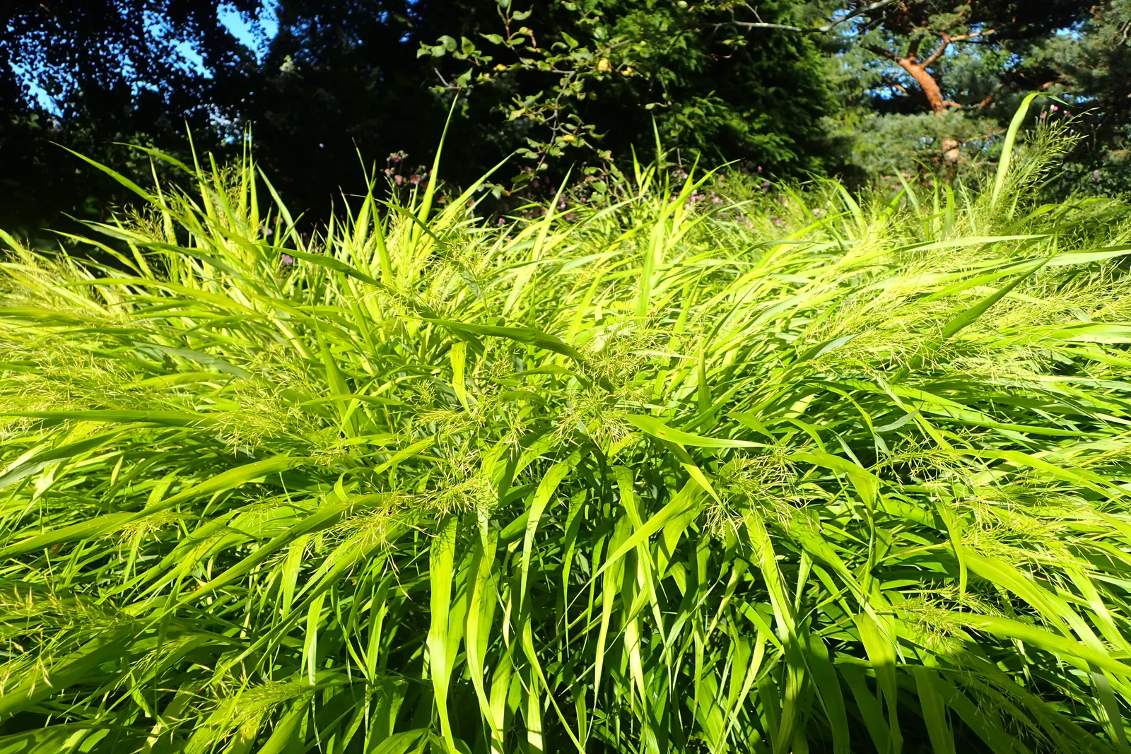 Gold Japanese Forest Grass (Hakonechloa Macra 'All Gold') — Its cascading foliage gently sways in the breeze