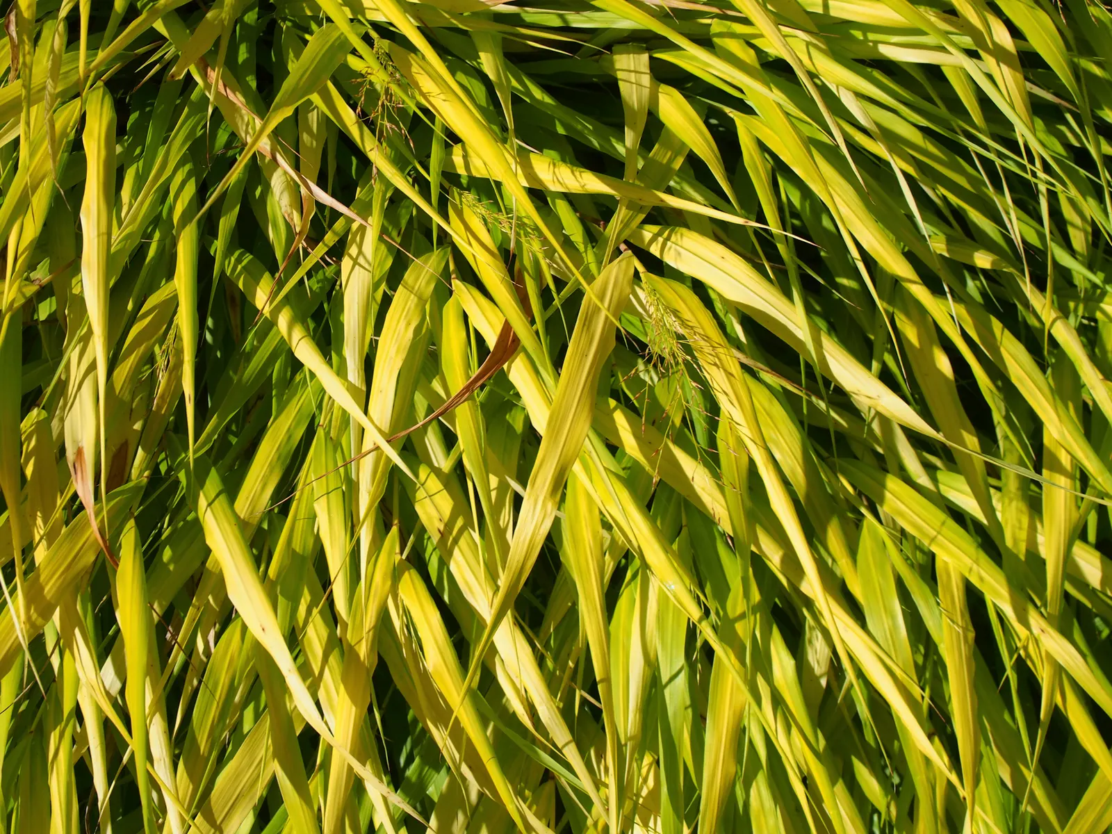 Gold Japanese Forest Grass (Hakonechloa Macra 'All Gold') — this grass typically reaches a height of 12 to 18 inches with an equal spread of 18 inches to 24