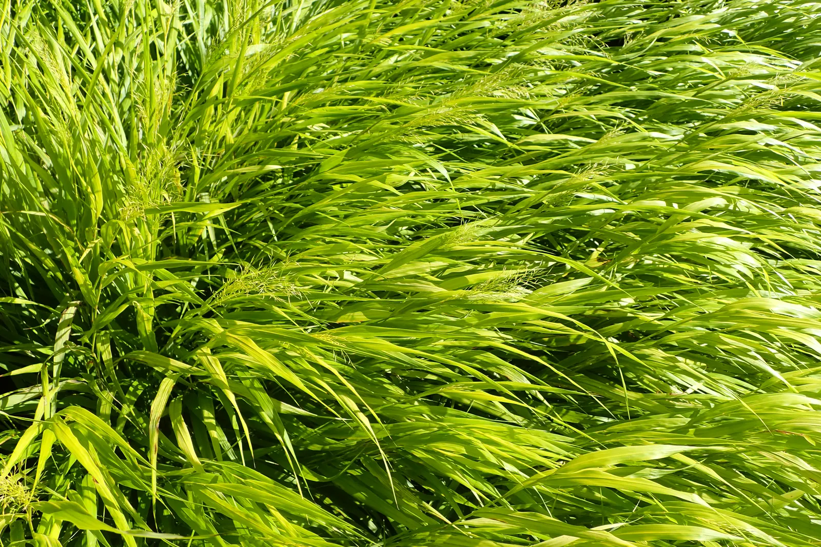 Gold Japanese Forest Grass (Hakonechloa Macra 'All Gold') — commonly referred to as Gold Japanese Forest Grass