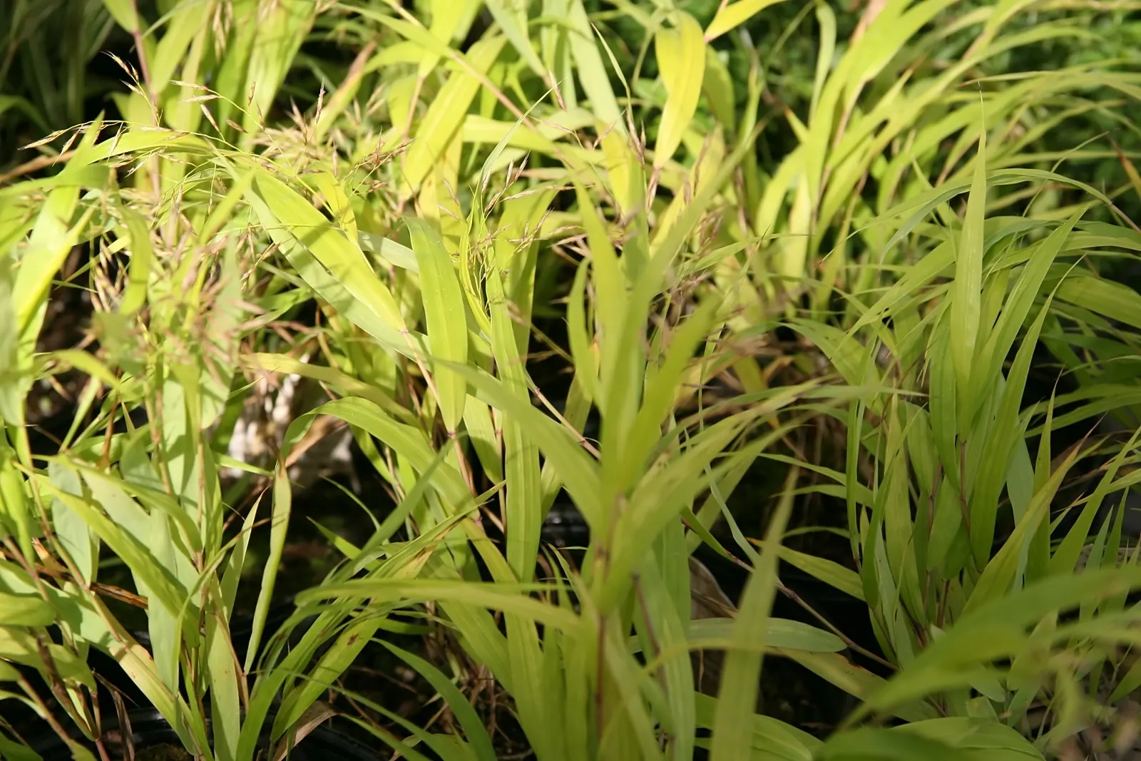 Gold Japanese Forest Grass (Hakonechloa Macra 'All Gold') — well-drained soil and adds a striking color contrast in borders or as a groundcover