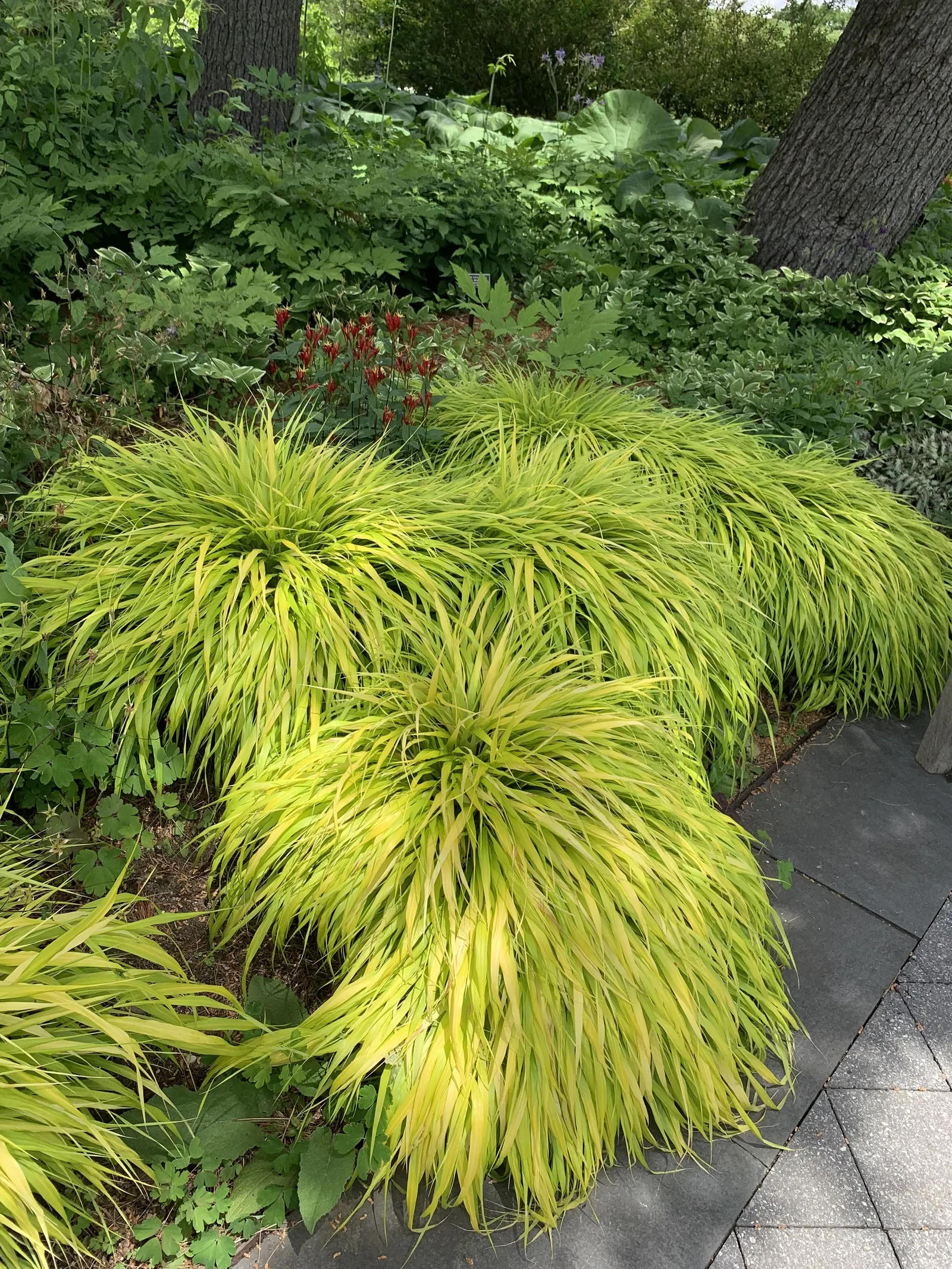 Gold Japanese Forest Grass (Hakonechloa Macra 'All Gold') — Forming graceful mounds, it reaches 14-18 inches in height and spreads about 18-24 inches