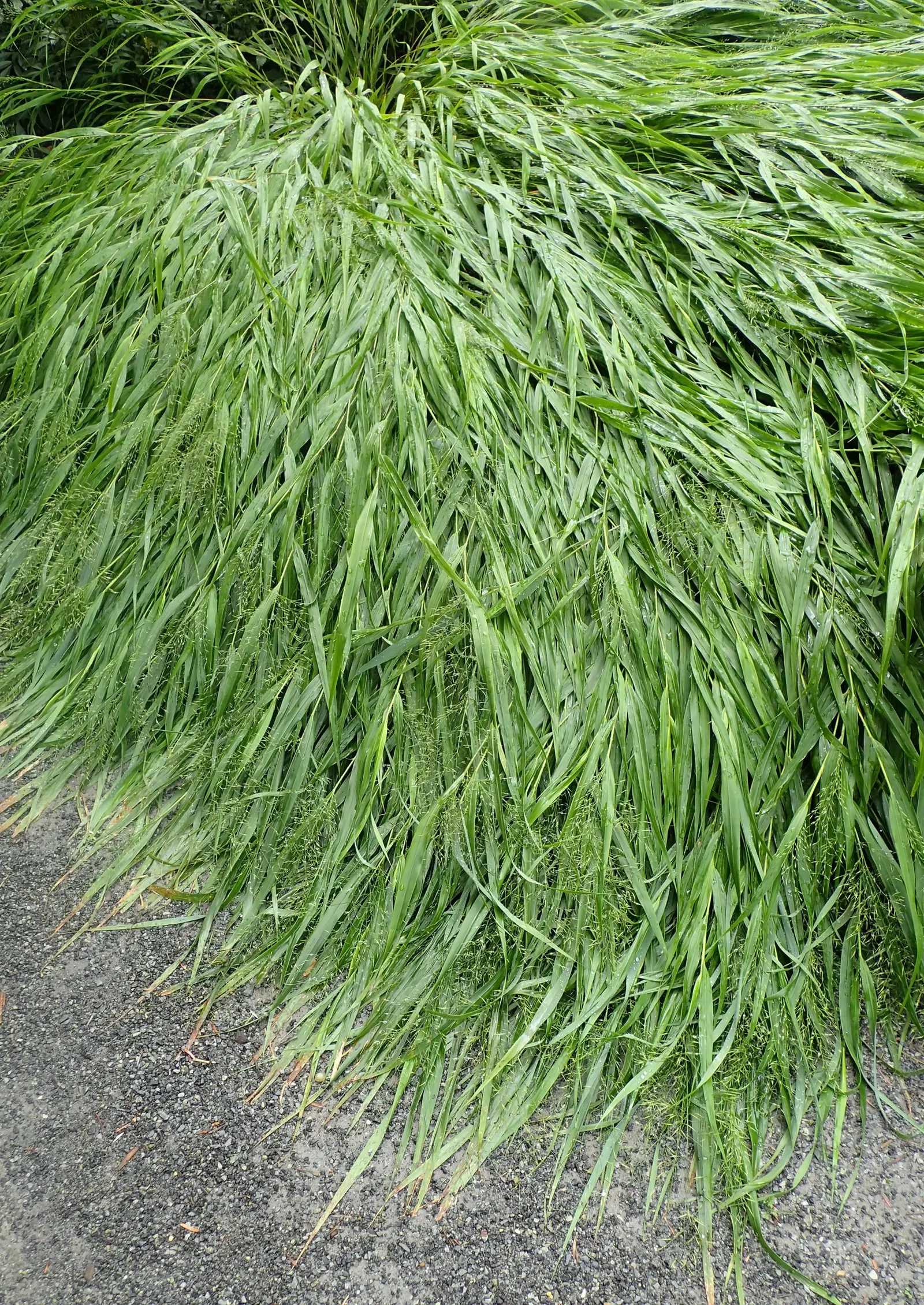 Gold Japanese Forest Grass (Hakonechloa Macra 'All Gold') — is a vibrant deciduous perennial that brings a splash of luminous color to any landscape design