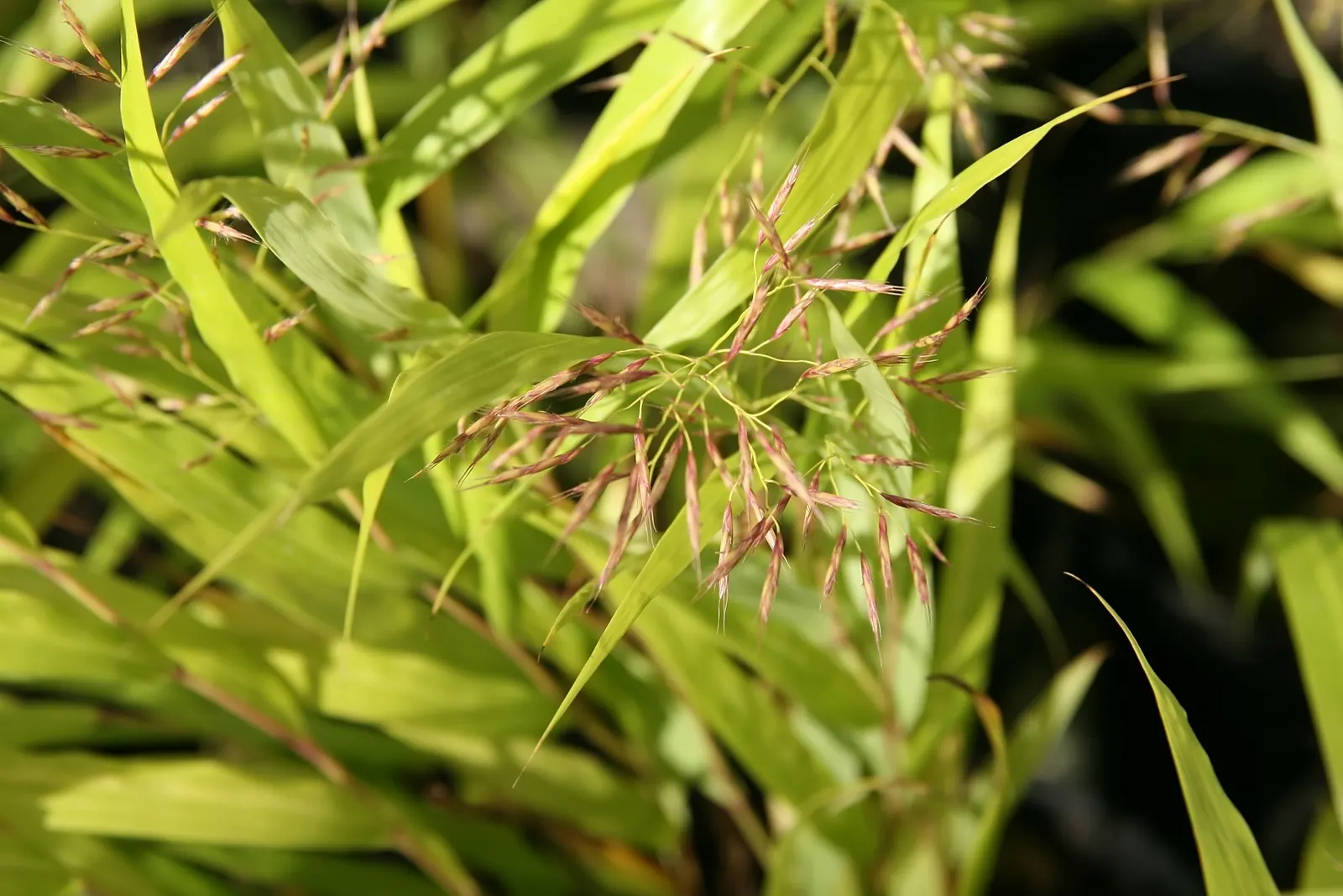 Gold Japanese Forest Grass (Hakonechloa Macra 'All Gold') — shade-loving perennial prefers moist