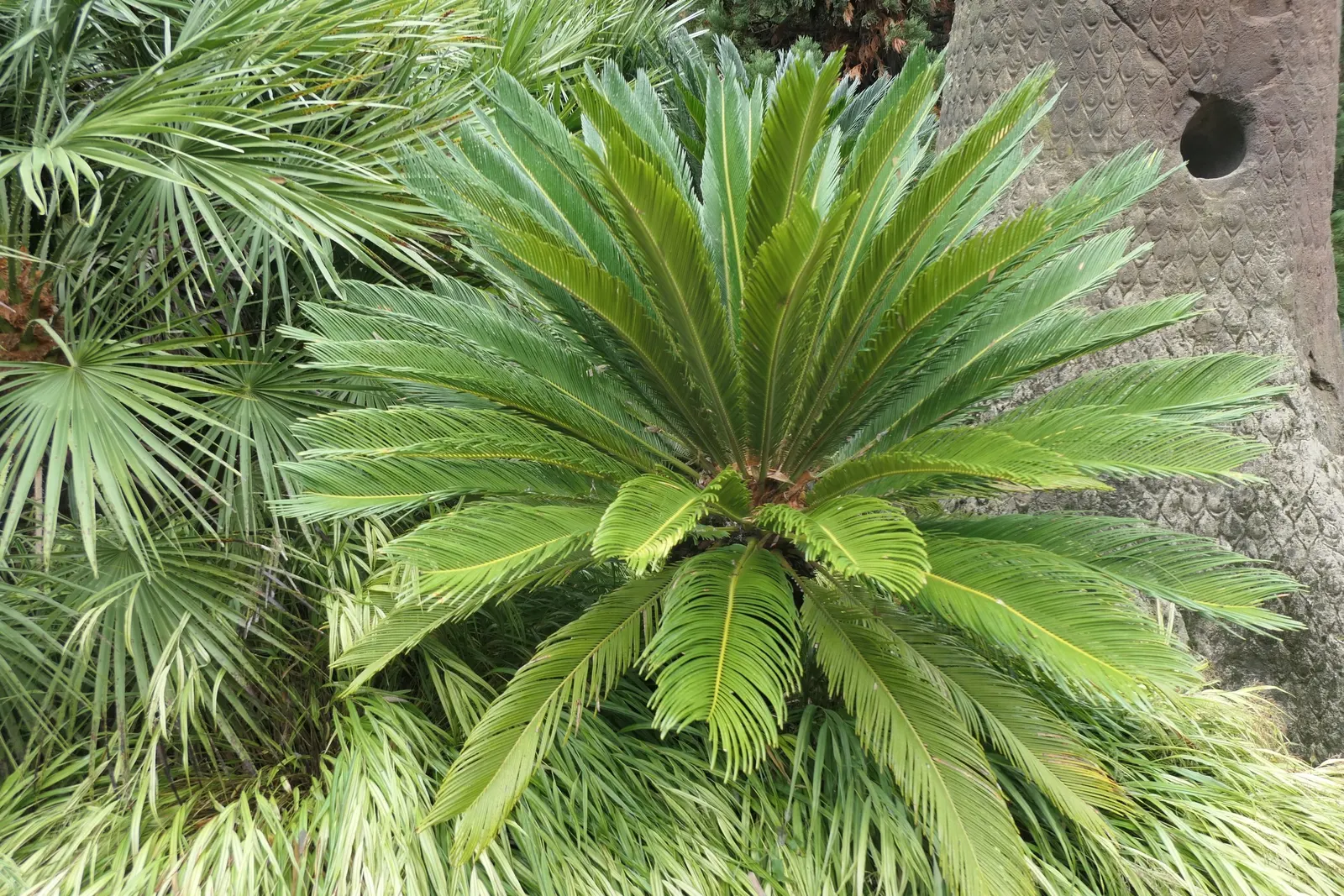 Gold Japanese Forest Grass (Hakonechloa Macra 'All Gold') — Hakonechloa macra 'All Gold', or Gold Japanese Forest Grass, is a vibrant, golden-yellow ornamental