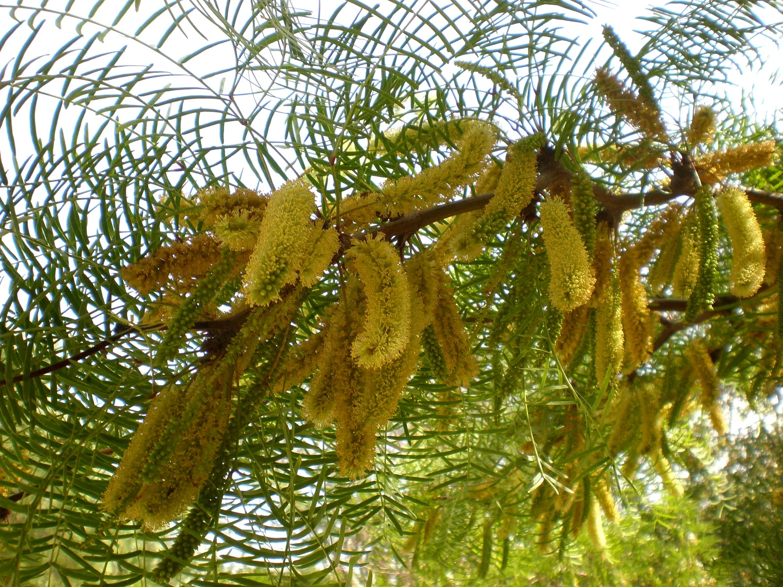 Chilean Mesquite (Prosopis Chilensis) — Hardy to Zone 8, it withstands temperatures down to 15&deg;F