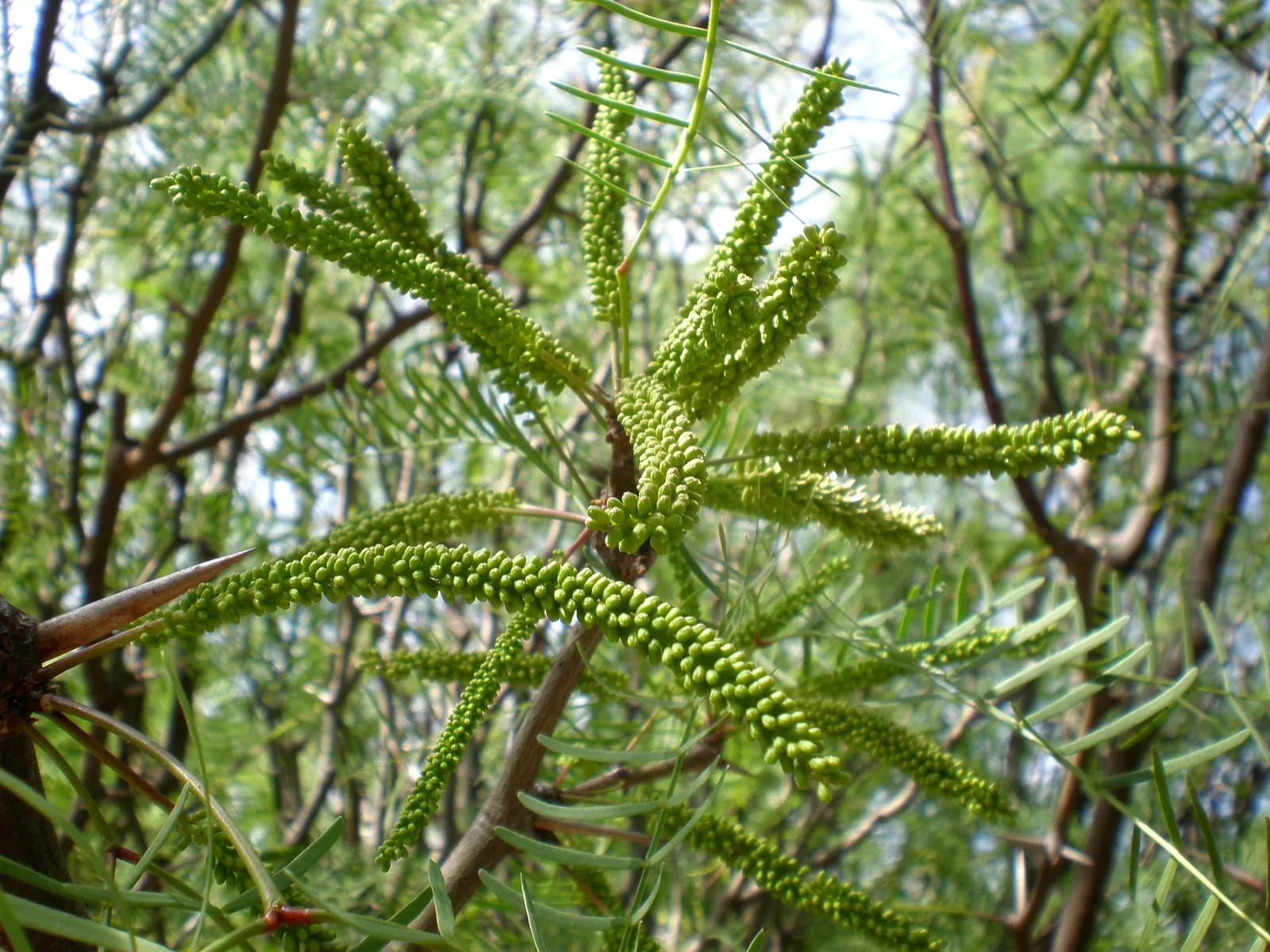 Chilean Mesquite (Prosopis Chilensis) — renowned for its graceful canopy and lush