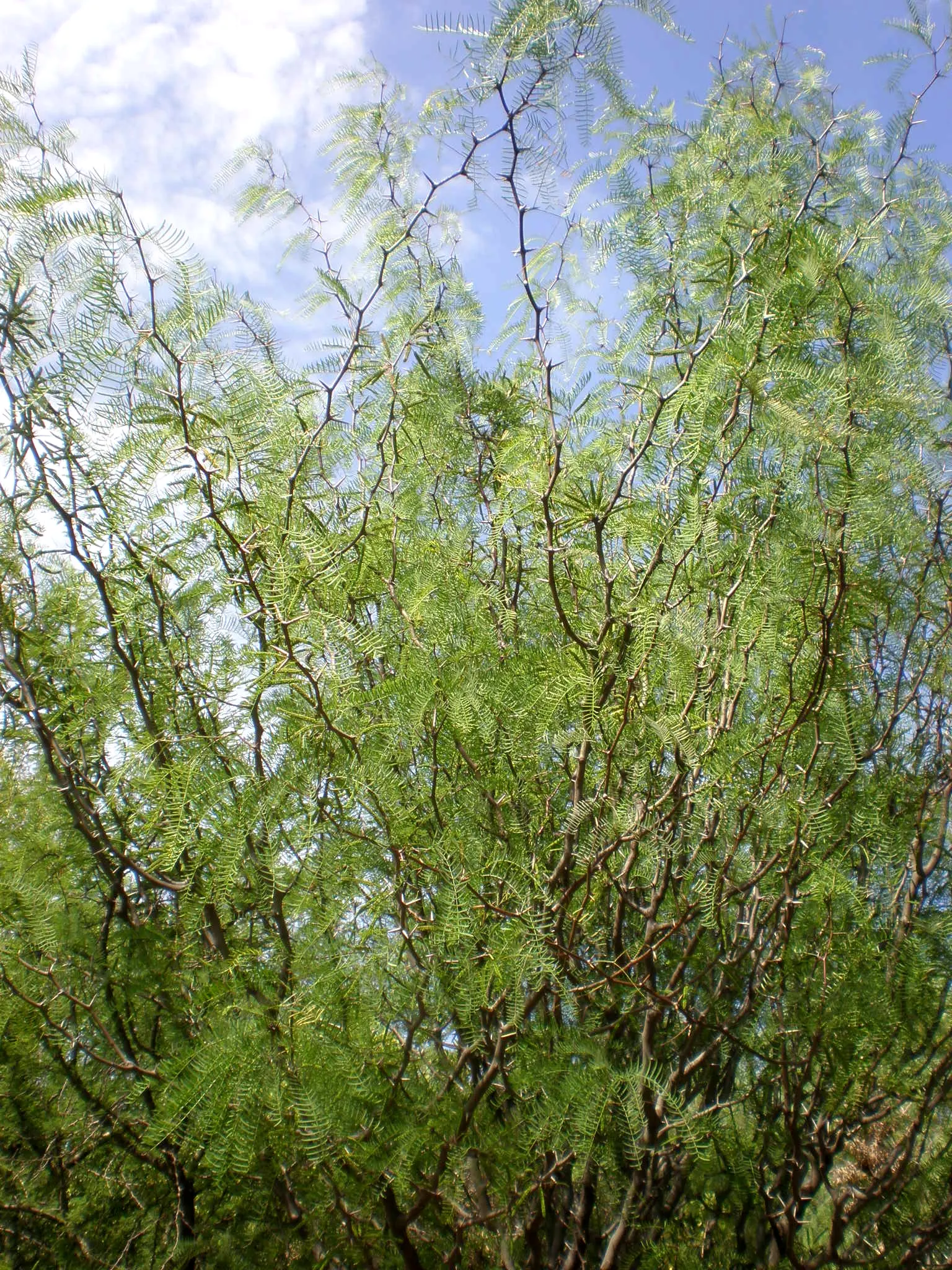 Chilean Mesquite (Prosopis Chilensis) — known botanically as Prosopis chilensis