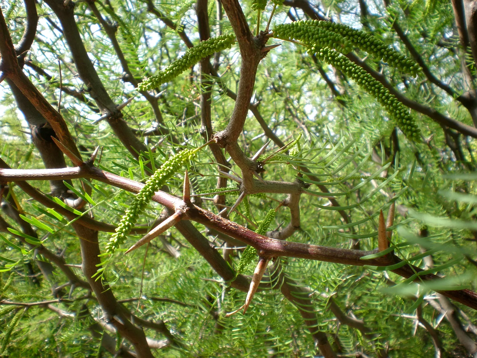 Chilean Mesquite (Prosopis Chilensis) — this tree becomes a striking specimen in any garden or landscape setting