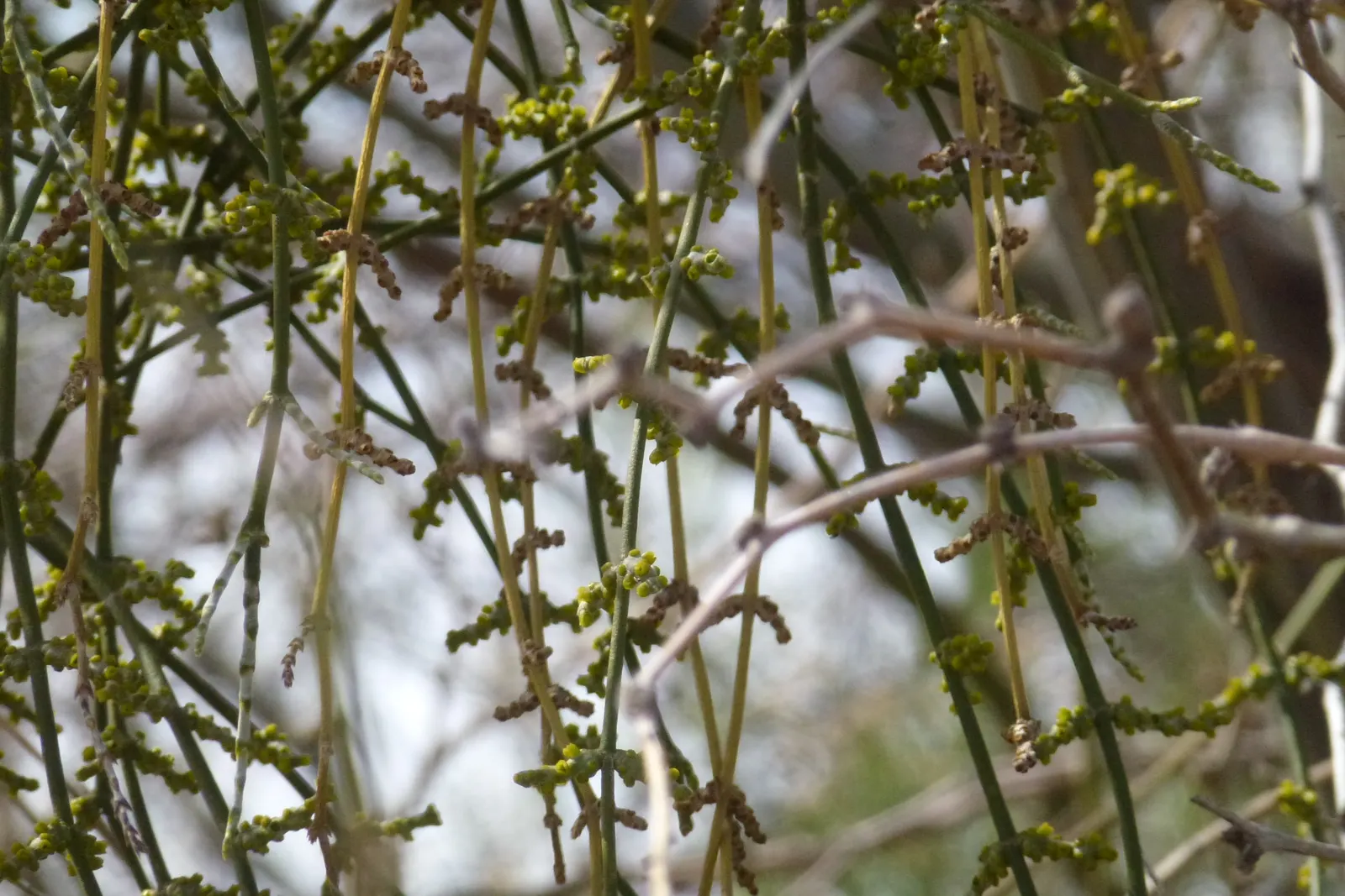 Chilean Mesquite (Prosopis Chilensis) — Well-suited for xeriscaping, it thrives in full sun with minimal water once established
