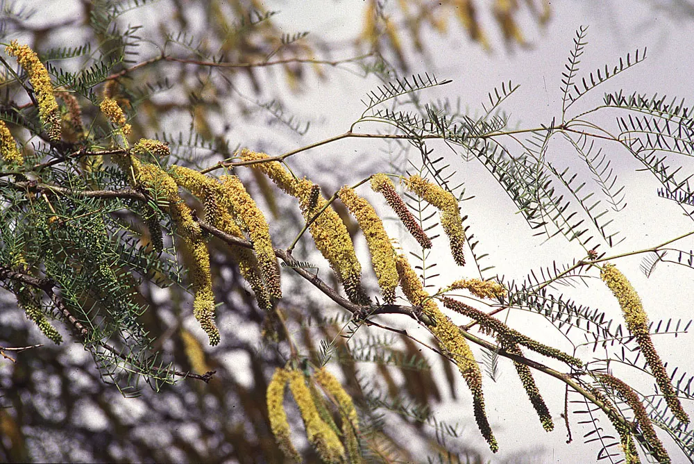 Chilean Mesquite (Prosopis Chilensis) — provided there is adequate drainage