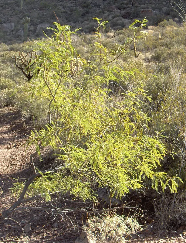 Chilean Mesquite (Prosopis Chilensis) — thornless tree that reaches up to 30-40 feet in height and spans 30-40 feet wide