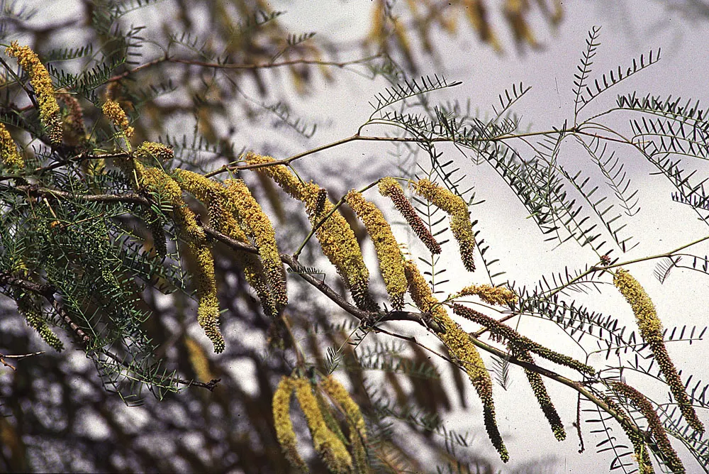 Chilean Mesquite (Prosopis Chilensis) — and it thrives in full sun exposure.<br><br>This tree is valued for its ability to cast light